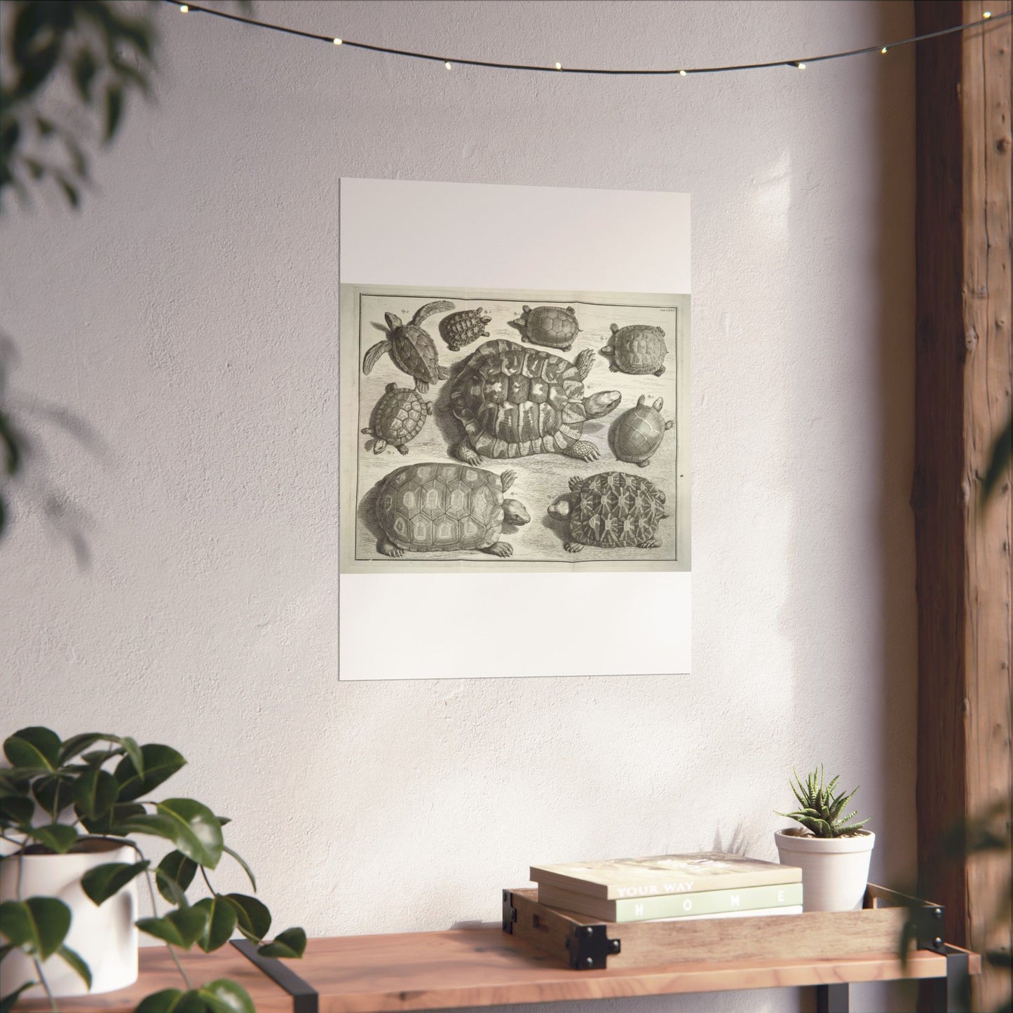 Albertus Seba t - Public domain portrait drawing High Quality Matte Wall Art Poster for Home, Office, Classroom