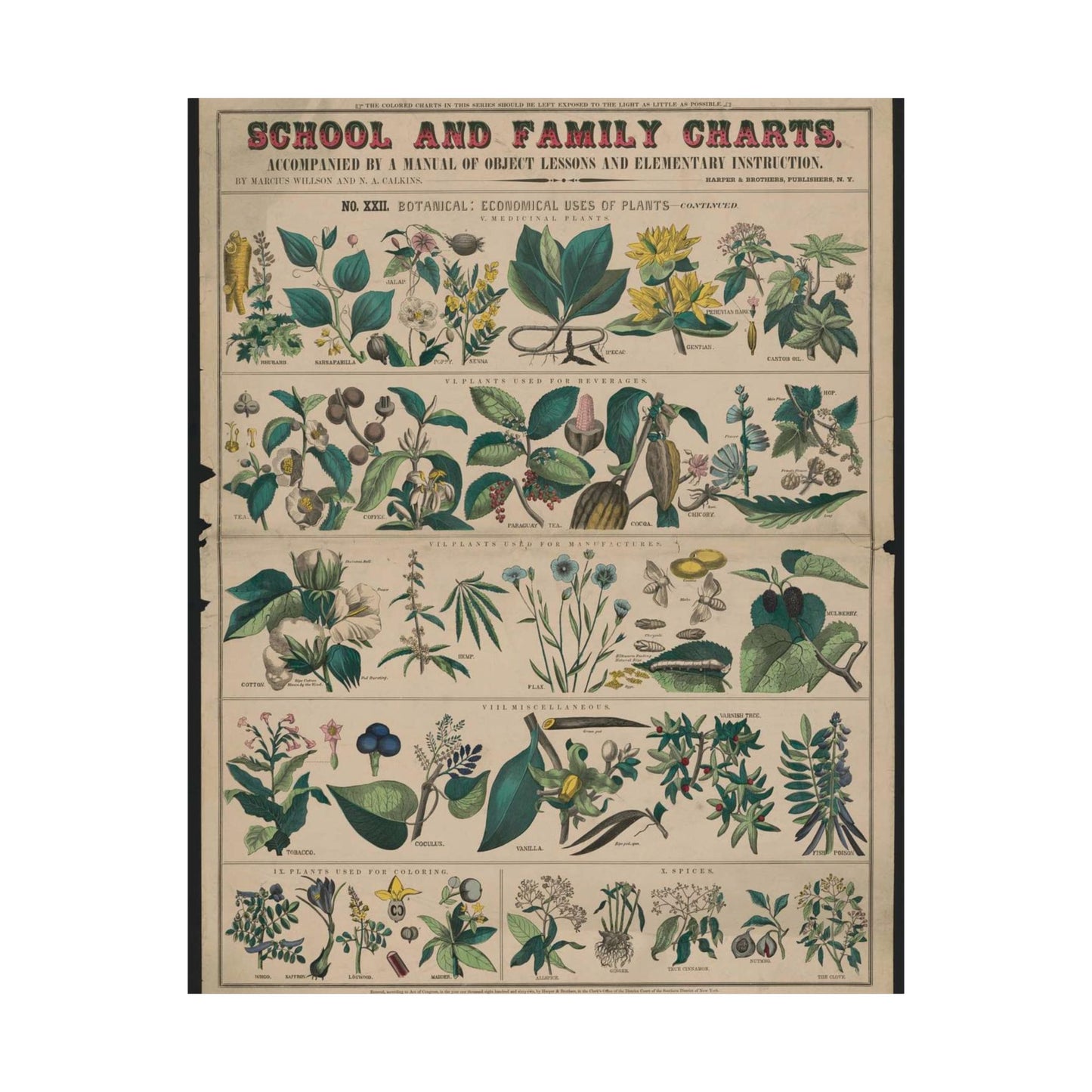School and family charts, accompanied by a manual of object lessons and elementary instruction, by Marcius Willson and N.A. Calkins. No. XXII. Botanical: economical uses of plants-continued High Quality Matte Wall Art Poster for Home, Office, Classroom