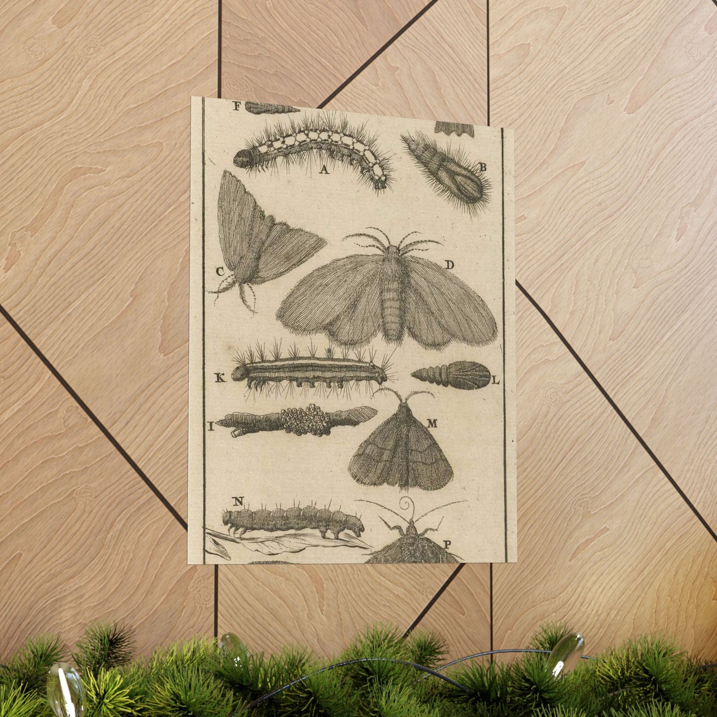 Jan Luyken - Rupsen, poppen en vlinders VIII High Quality Matte Wall Art Poster for Home, Office, Classroom
