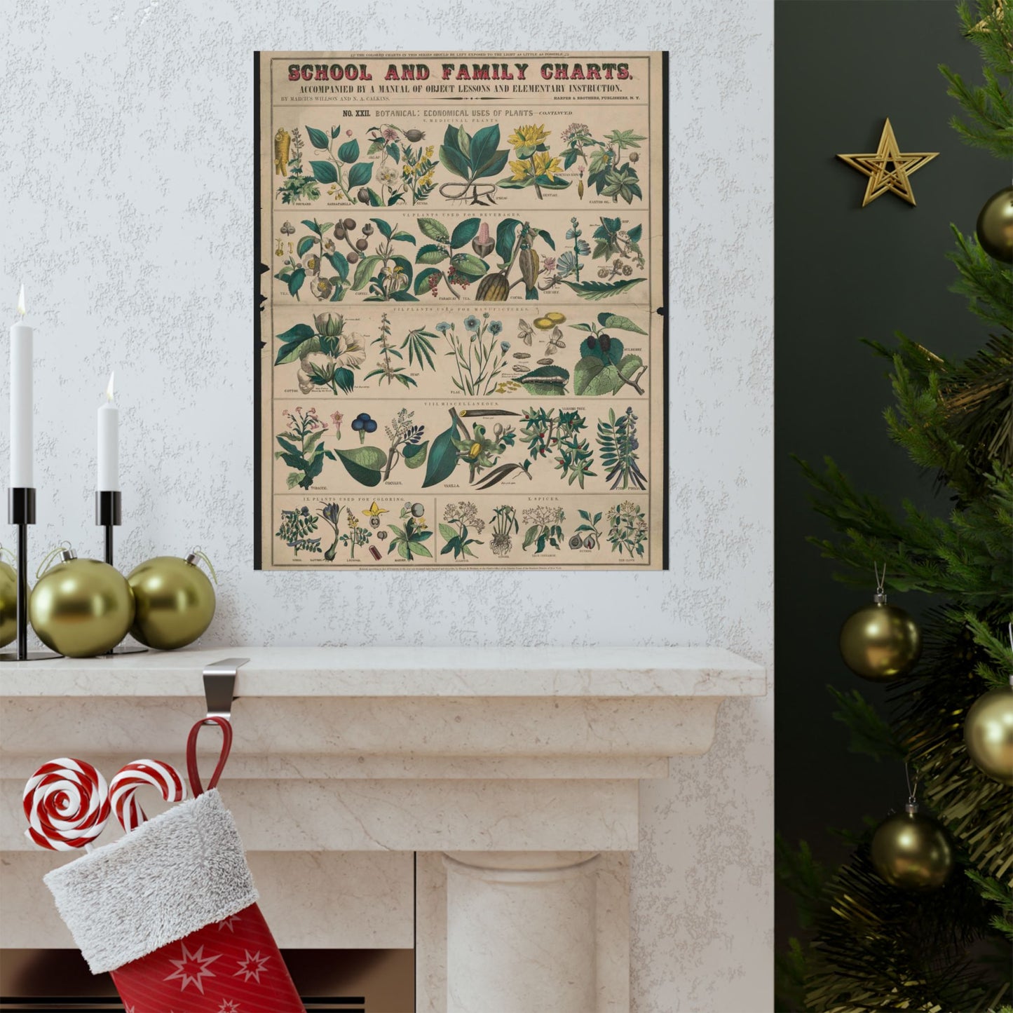 School and family charts, accompanied by a manual of object lessons and elementary instruction, by Marcius Willson and N.A. Calkins. No. XXII. Botanical: economical uses of plants-continued High Quality Matte Wall Art Poster for Home, Office, Classroom