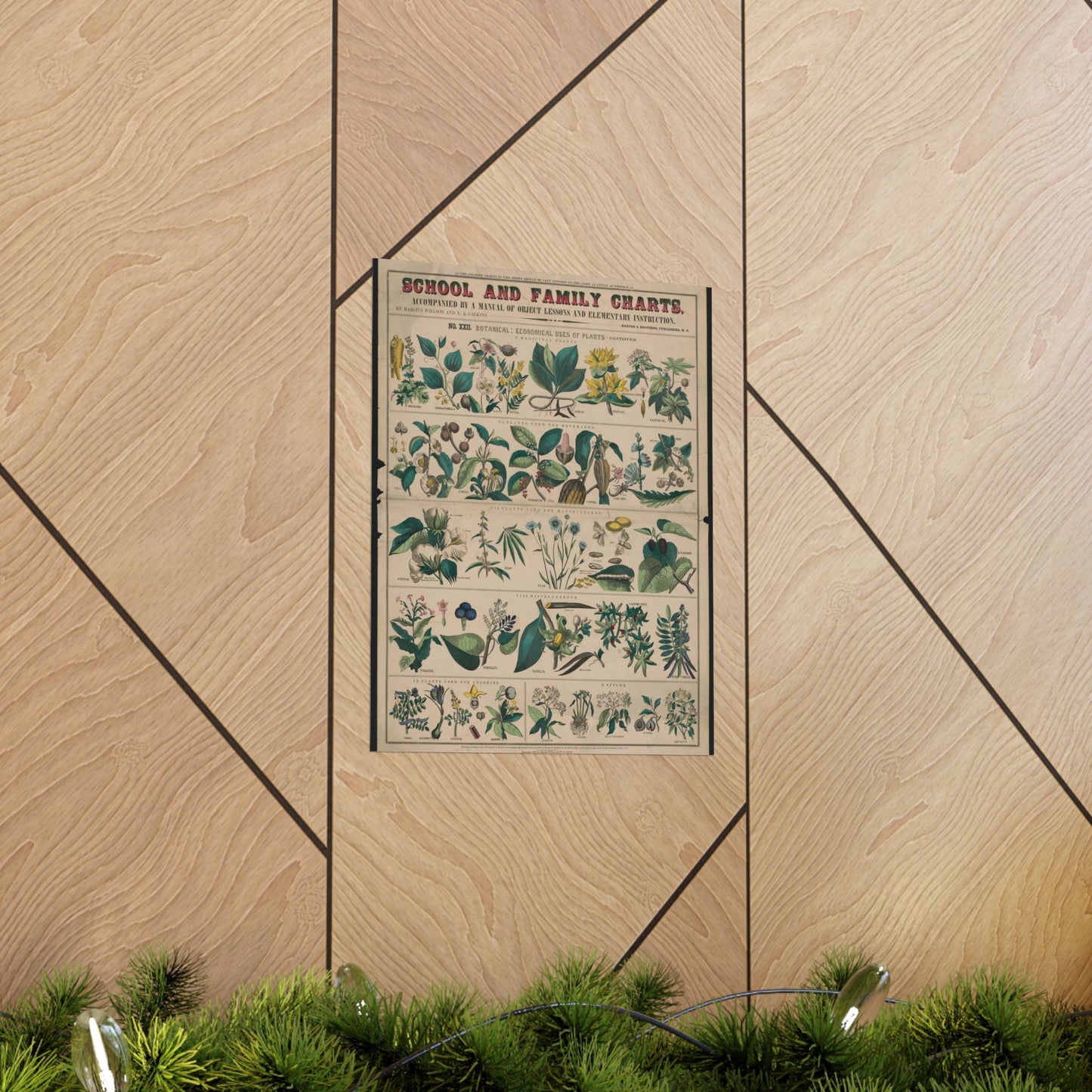School and family charts, accompanied by a manual of object lessons and elementary instruction, by Marcius Willson and N.A. Calkins. No. XXII. Botanical: economical uses of plants-continued High Quality Matte Wall Art Poster for Home, Office, Classroom
