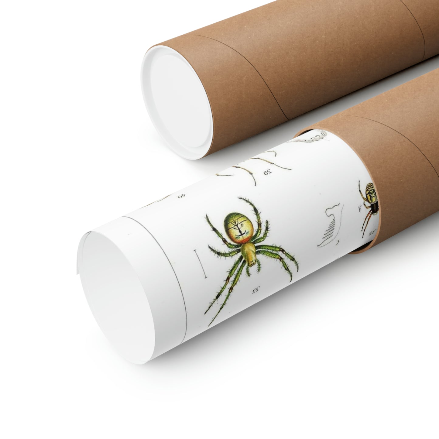 Japanese-spiders-Dönitz-Boesenberg-1909-Tafel4 High Quality Matte Wall Art Poster for Home, Office, Classroom