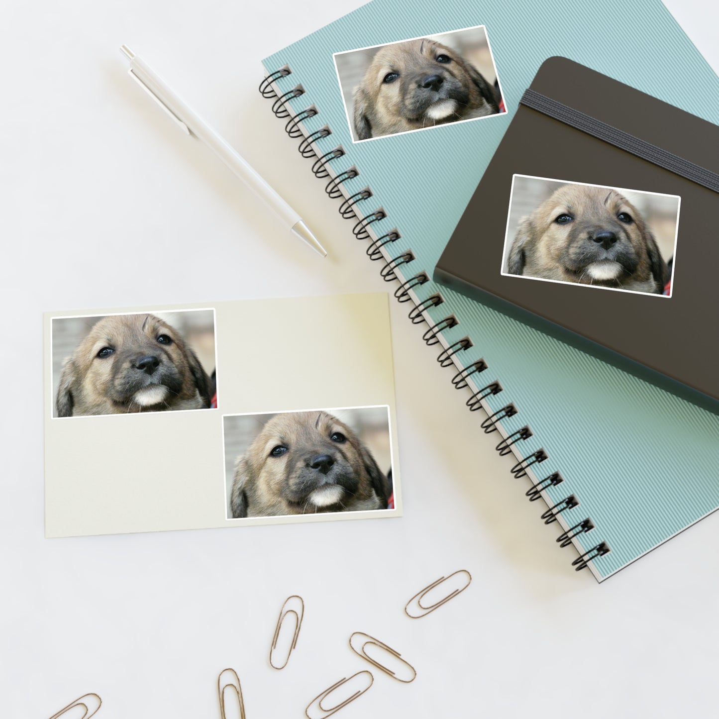 A close up of a dog's face with a red collar. Dog puppy animal. Laminated UV Protective Vinyl Stickers