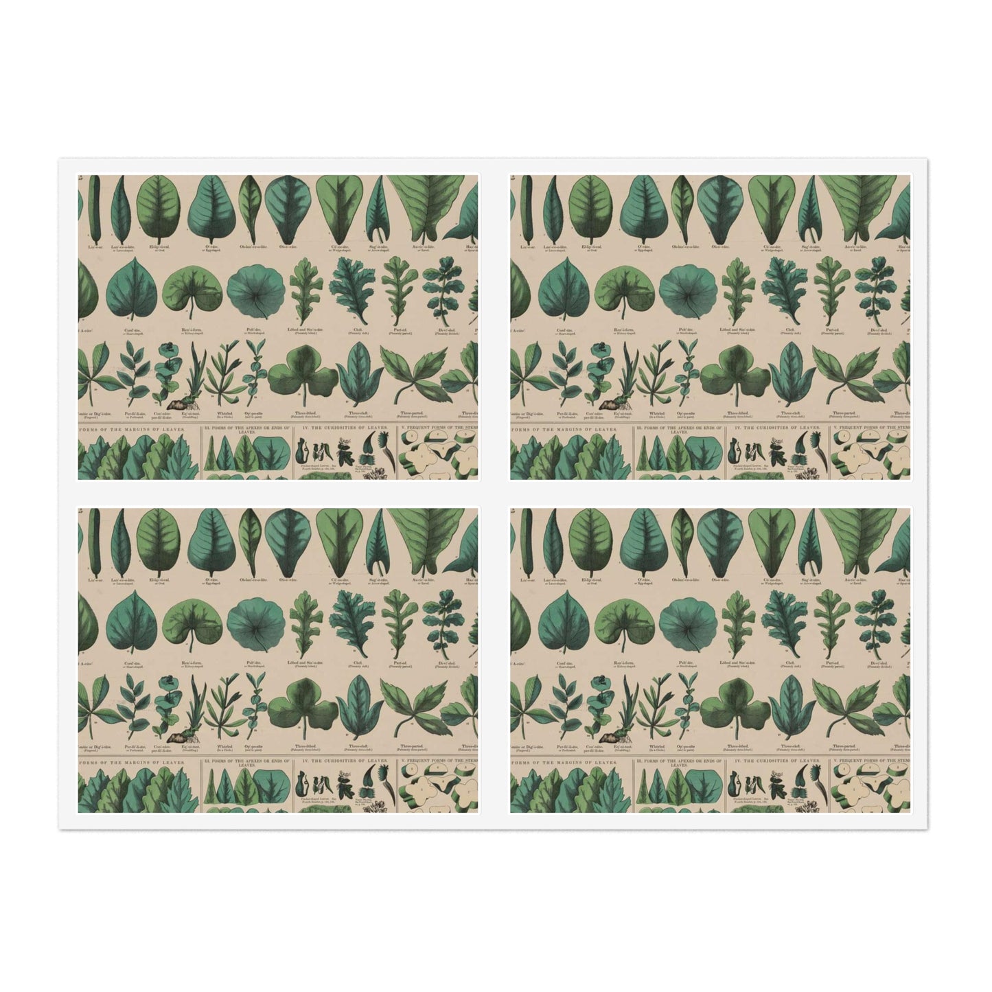 School and family charts, accompanied by a manual of object lessons and elementary instruction, by Marcius Willson and N.A. Calkins. No. XIX. Botanical: forms of leaves, stems, roots, and flowers Laminated UV Protective Vinyl Stickers