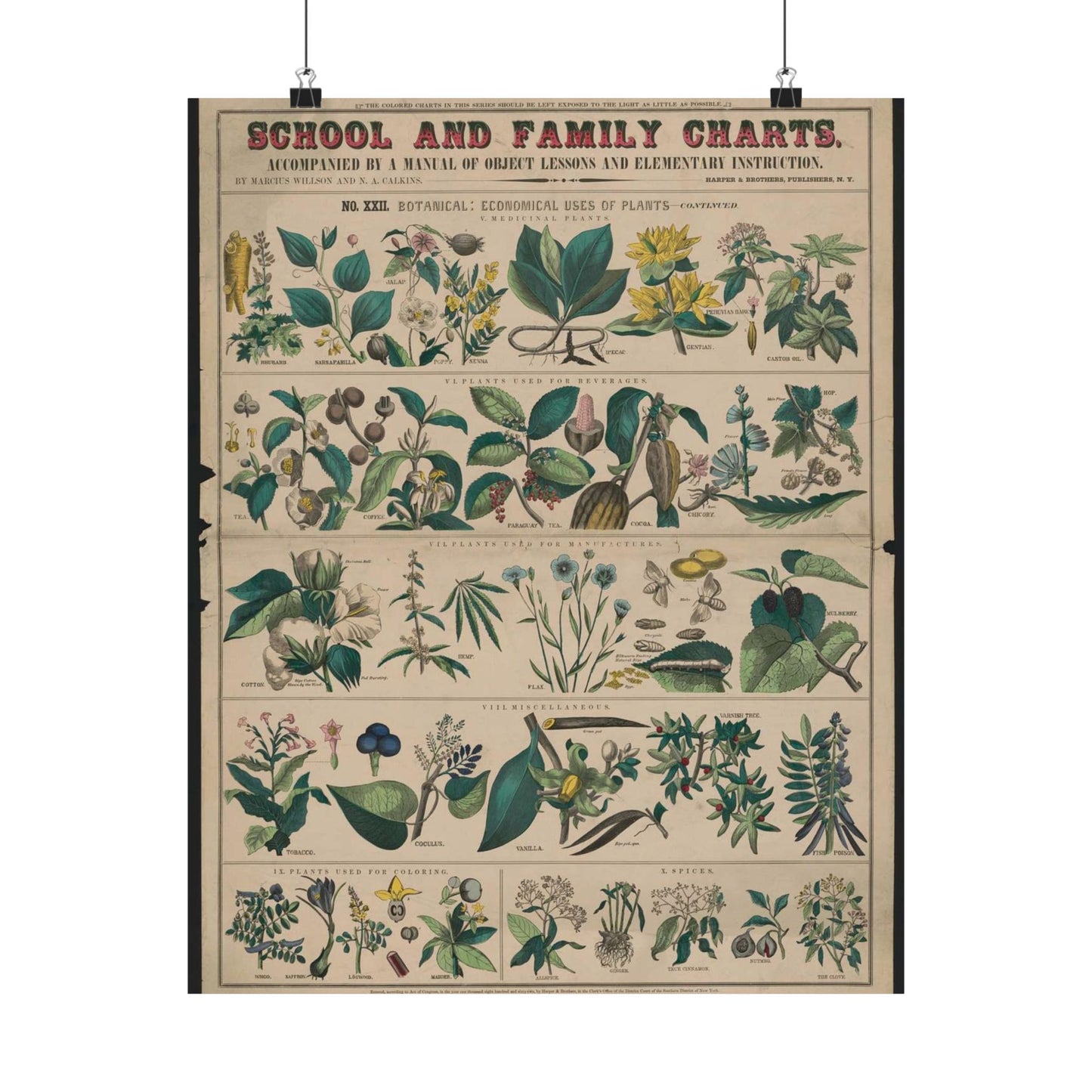 School and family charts, accompanied by a manual of object lessons and elementary instruction, by Marcius Willson and N.A. Calkins. No. XXII. Botanical: economical uses of plants-continued High Quality Matte Wall Art Poster for Home, Office, Classroom