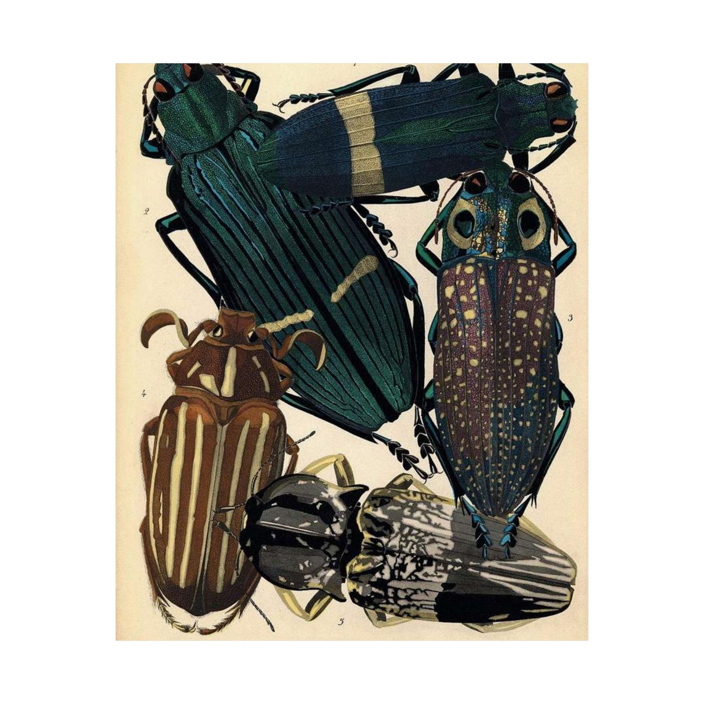 Insectes - EA Séguy - 1929 - page 14 High Quality Matte Wall Art Poster for Home, Office, Classroom