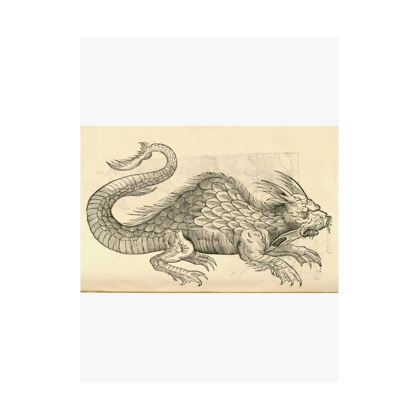 Orobonis Piscis effigies - Public domain portrait drawing High Quality Matte Wall Art Poster for Home, Office, Classroom