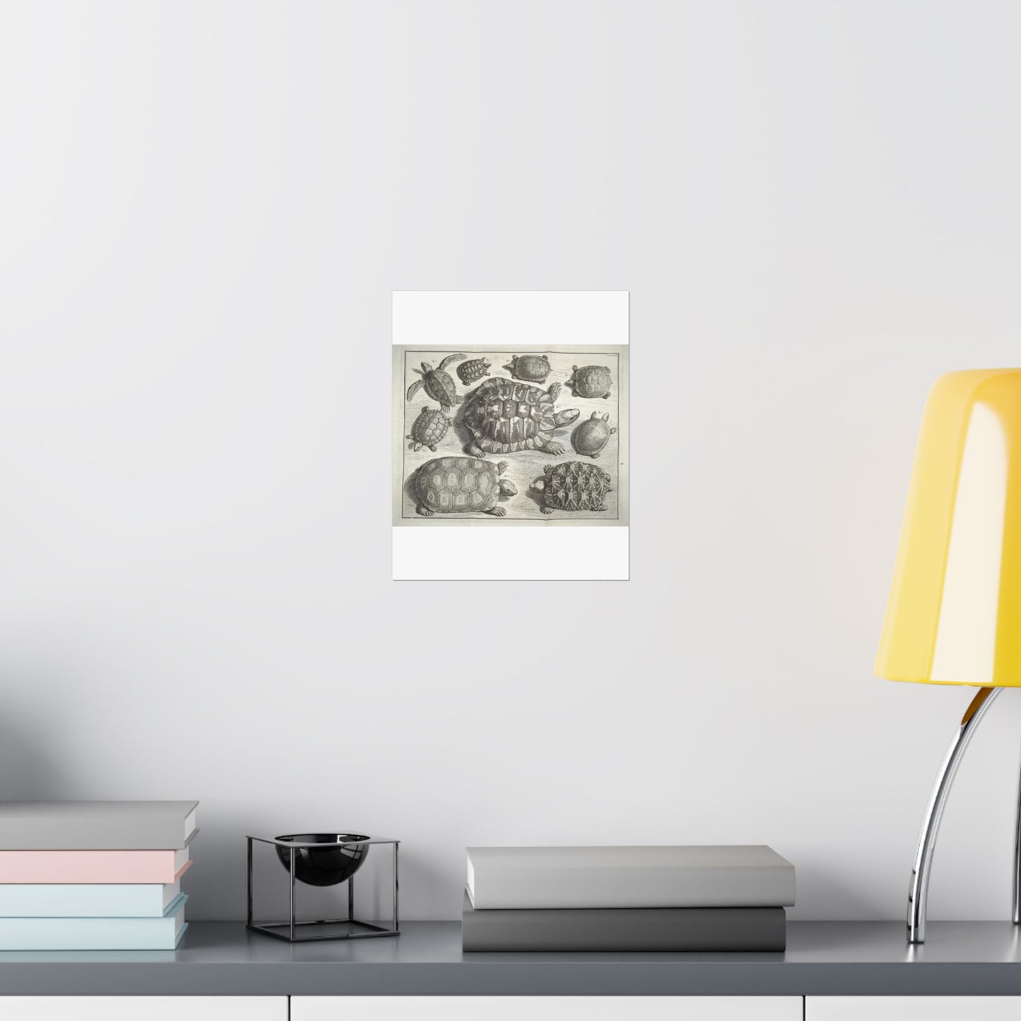 Albertus Seba t - Public domain portrait drawing High Quality Matte Wall Art Poster for Home, Office, Classroom