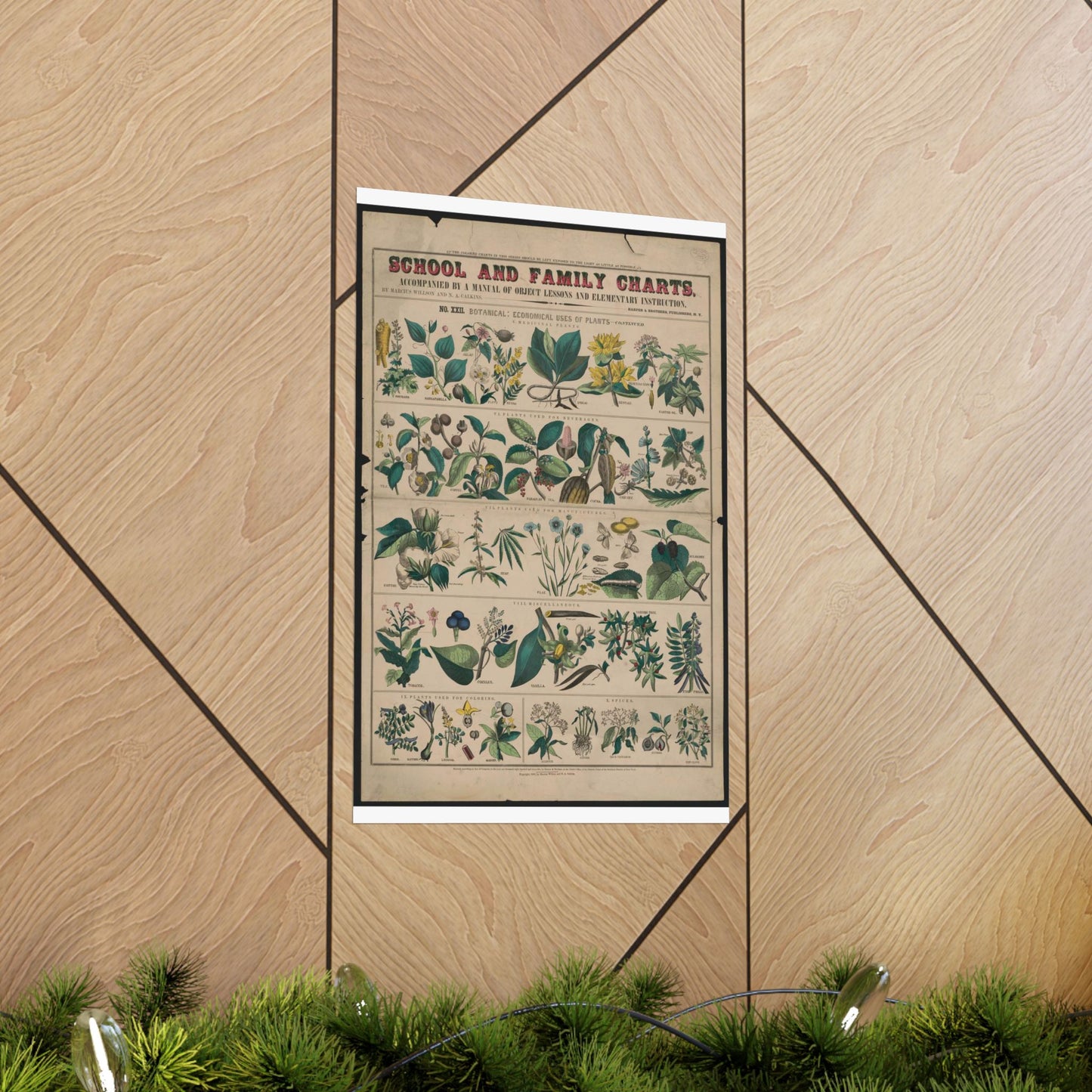 School and family charts, accompanied by a manual of object lessons and elementary instruction, by Marcius Willson and N.A. Calkins. No. XXII. Botanical: economical uses of plants-continued High Quality Matte Wall Art Poster for Home, Office, Classroom