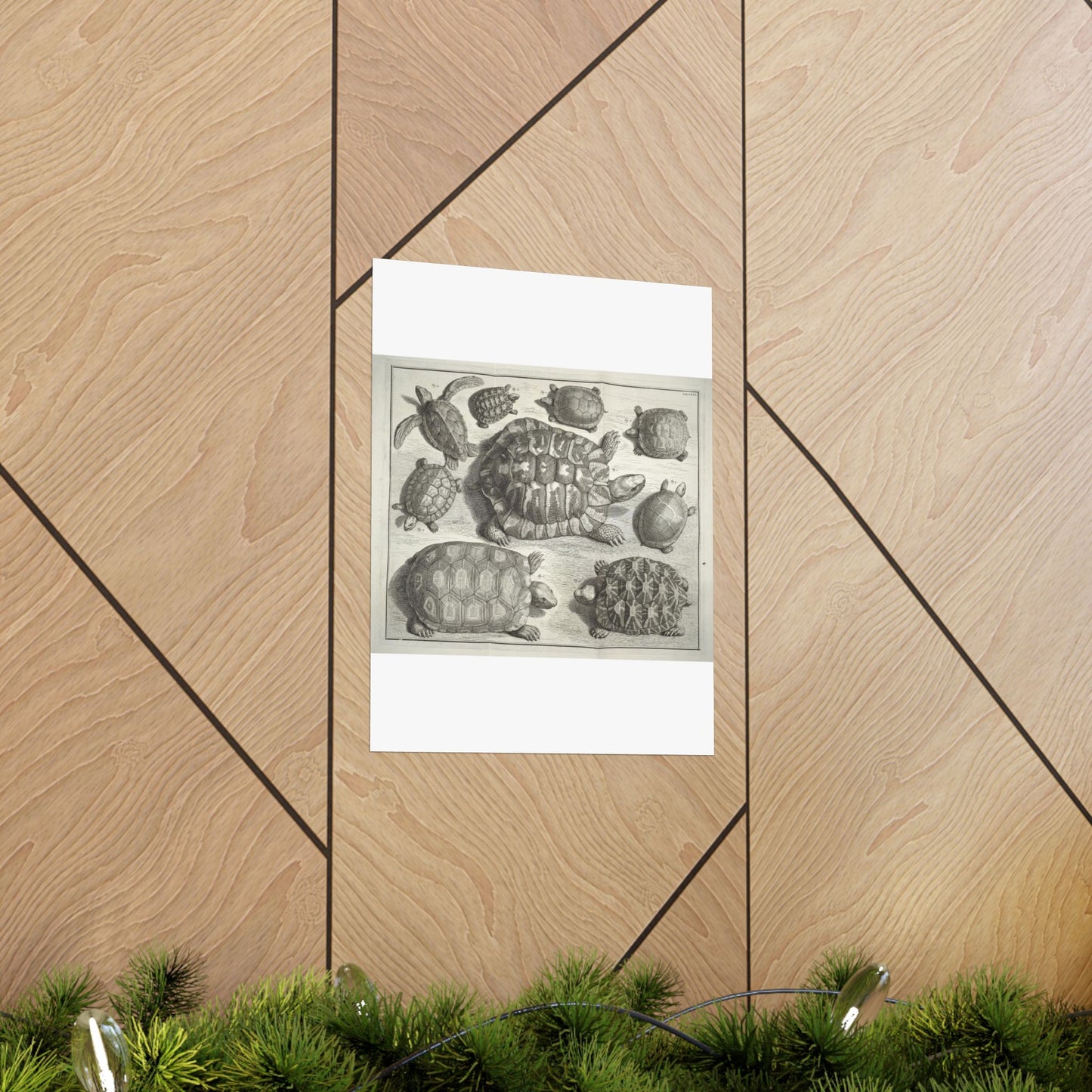 Albertus Seba t - Public domain portrait drawing High Quality Matte Wall Art Poster for Home, Office, Classroom