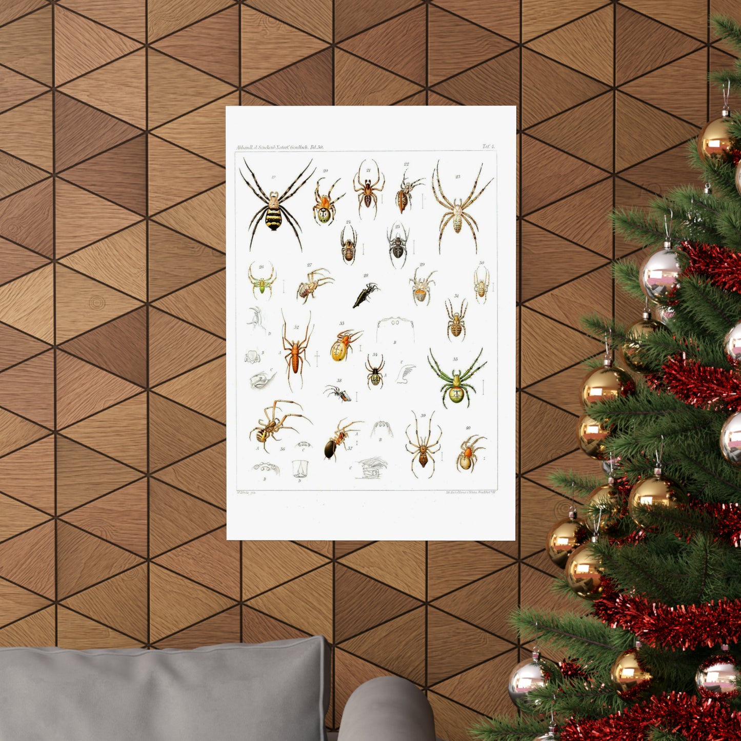 Japanese-spiders-Dönitz-Boesenberg-1909-Tafel4 High Quality Matte Wall Art Poster for Home, Office, Classroom