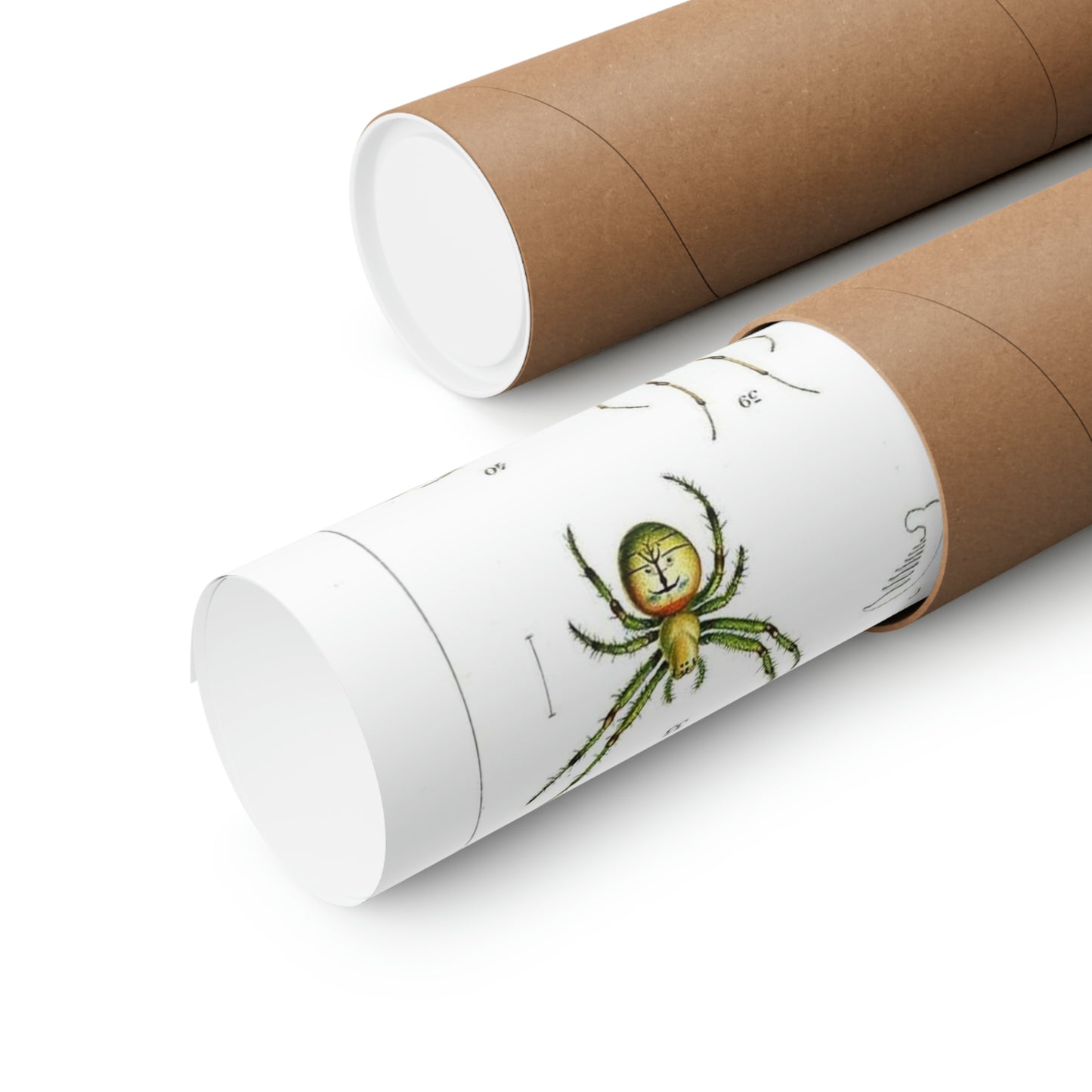 Japanese-spiders-Dönitz-Boesenberg-1909-Tafel4 High Quality Matte Wall Art Poster for Home, Office, Classroom