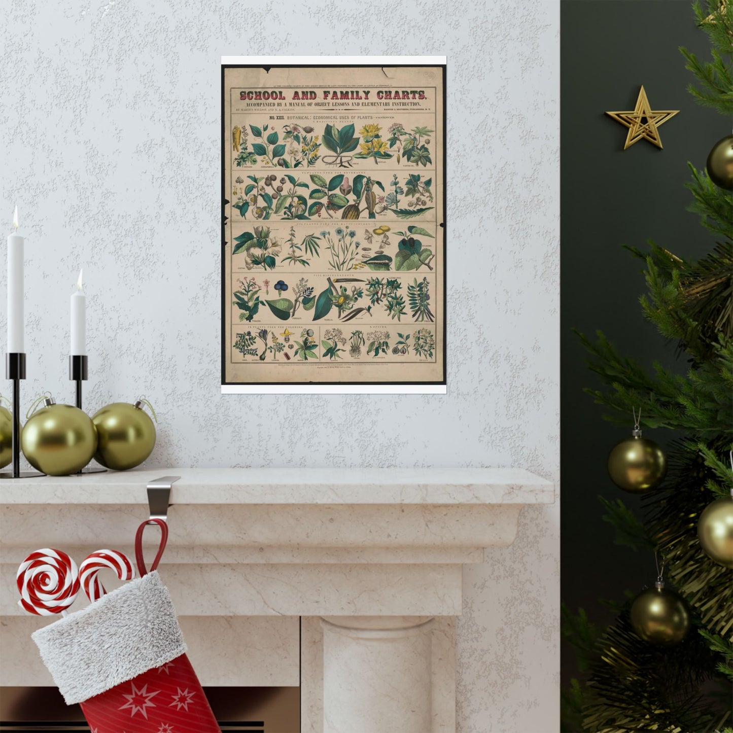 School and family charts, accompanied by a manual of object lessons and elementary instruction, by Marcius Willson and N.A. Calkins. No. XXII. Botanical: economical uses of plants-continued High Quality Matte Wall Art Poster for Home, Office, Classroom