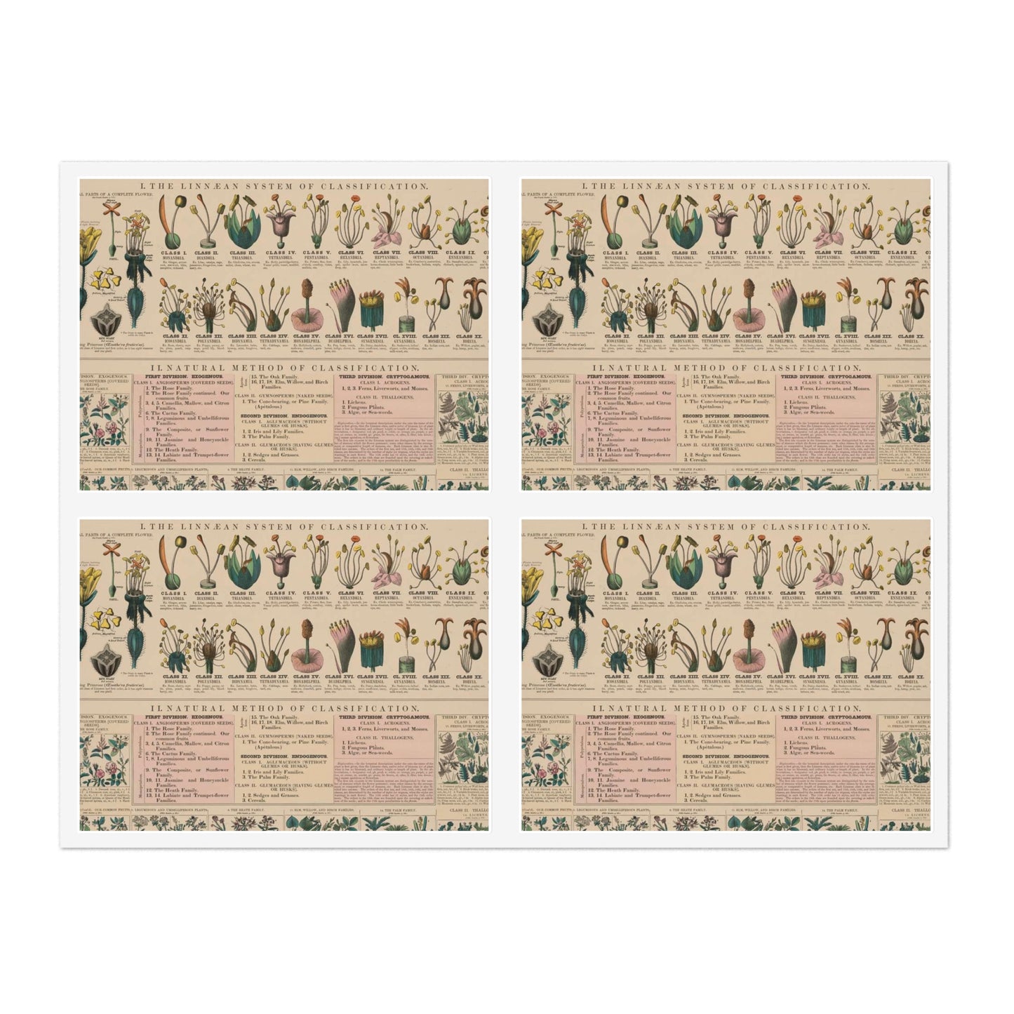 School and family charts, accompanied by a manual of object lessons and elementary instruction, by Marcius Willson and N.A. Calkins. N0. XX. Botany: the classification of plants Laminated UV Protective Vinyl Stickers