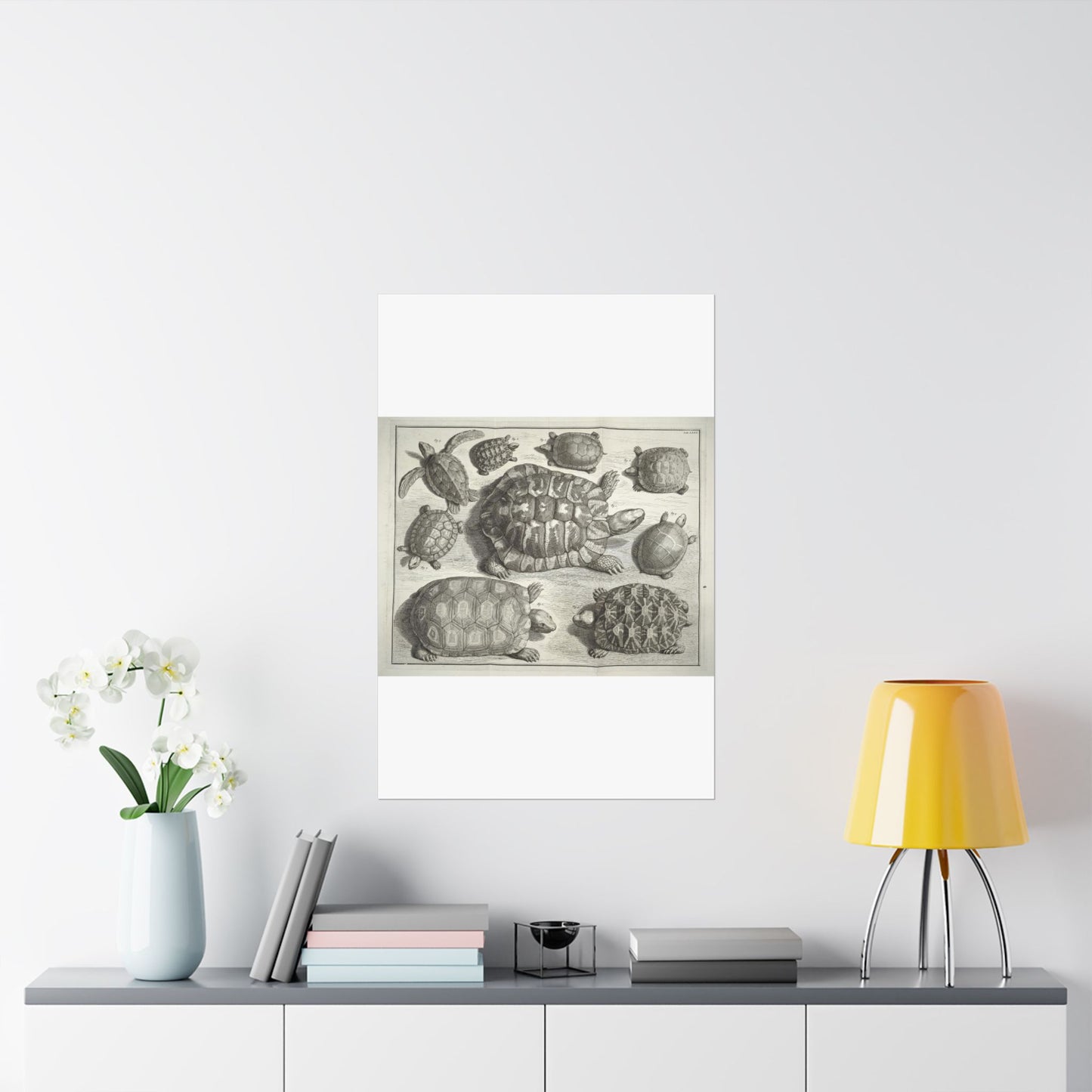 Albertus Seba t - Public domain portrait drawing High Quality Matte Wall Art Poster for Home, Office, Classroom