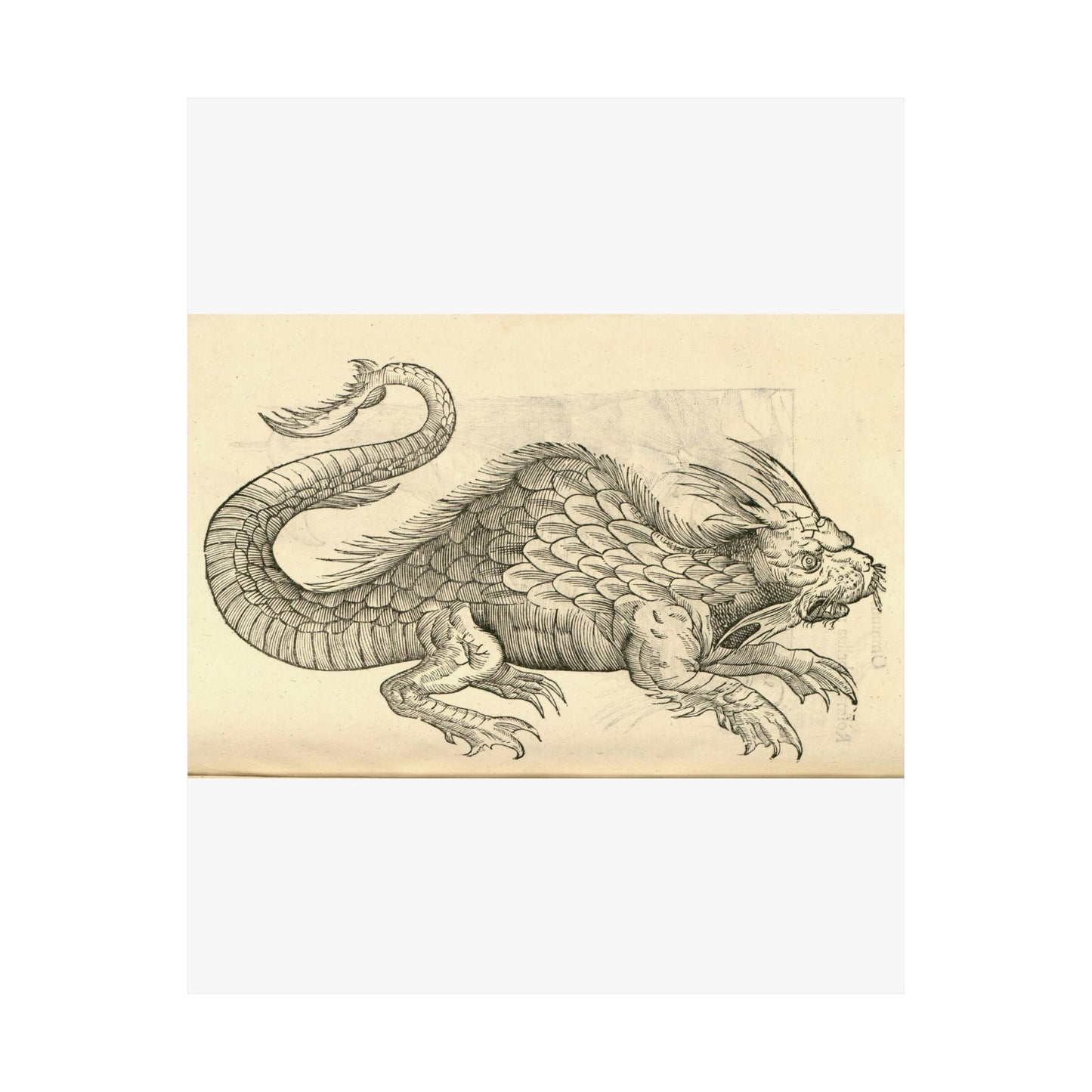 Orobonis Piscis effigies - Public domain portrait drawing High Quality Matte Wall Art Poster for Home, Office, Classroom