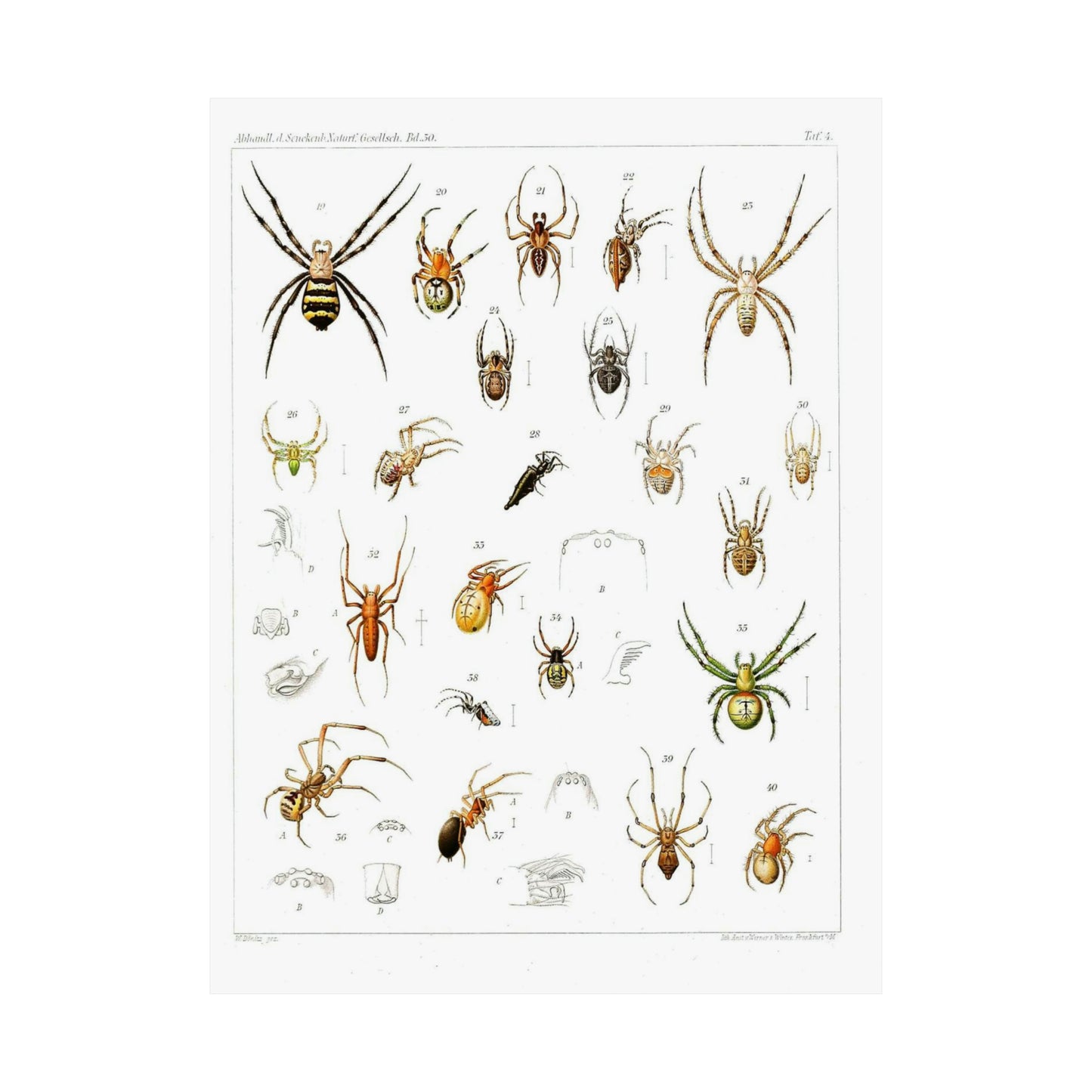 Japanese-spiders-Dönitz-Boesenberg-1909-Tafel4 High Quality Matte Wall Art Poster for Home, Office, Classroom