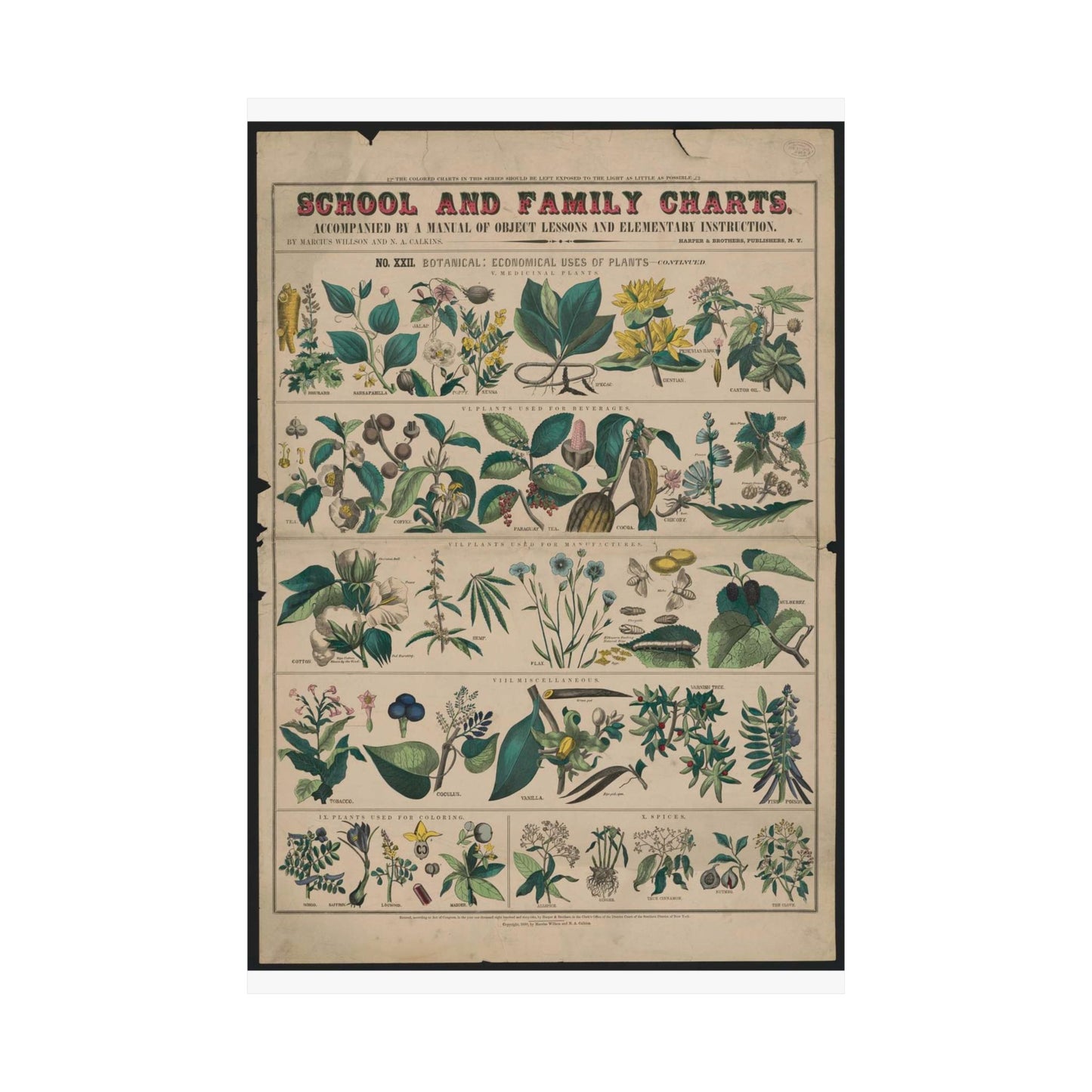 School and family charts, accompanied by a manual of object lessons and elementary instruction, by Marcius Willson and N.A. Calkins. No. XXII. Botanical: economical uses of plants-continued High Quality Matte Wall Art Poster for Home, Office, Classroom