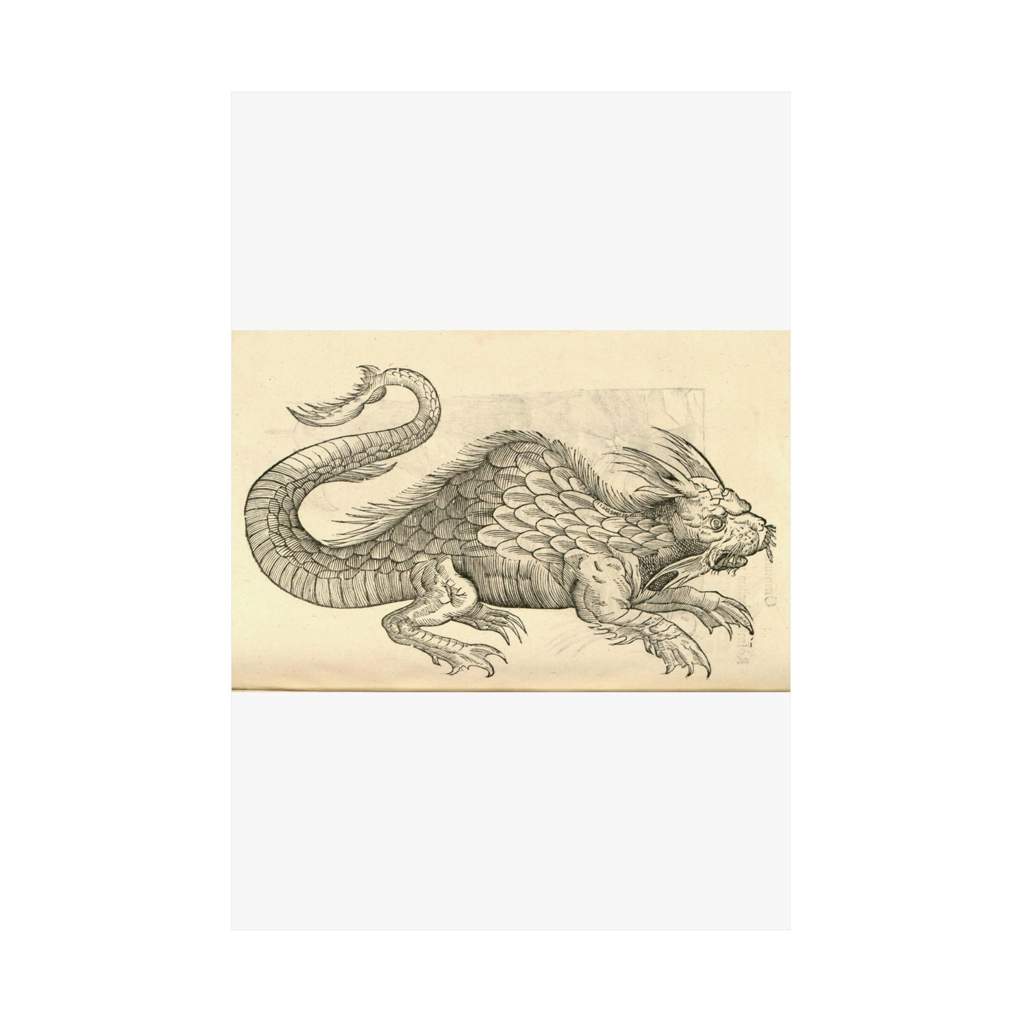 Orobonis Piscis effigies - Public domain portrait drawing High Quality Matte Wall Art Poster for Home, Office, Classroom