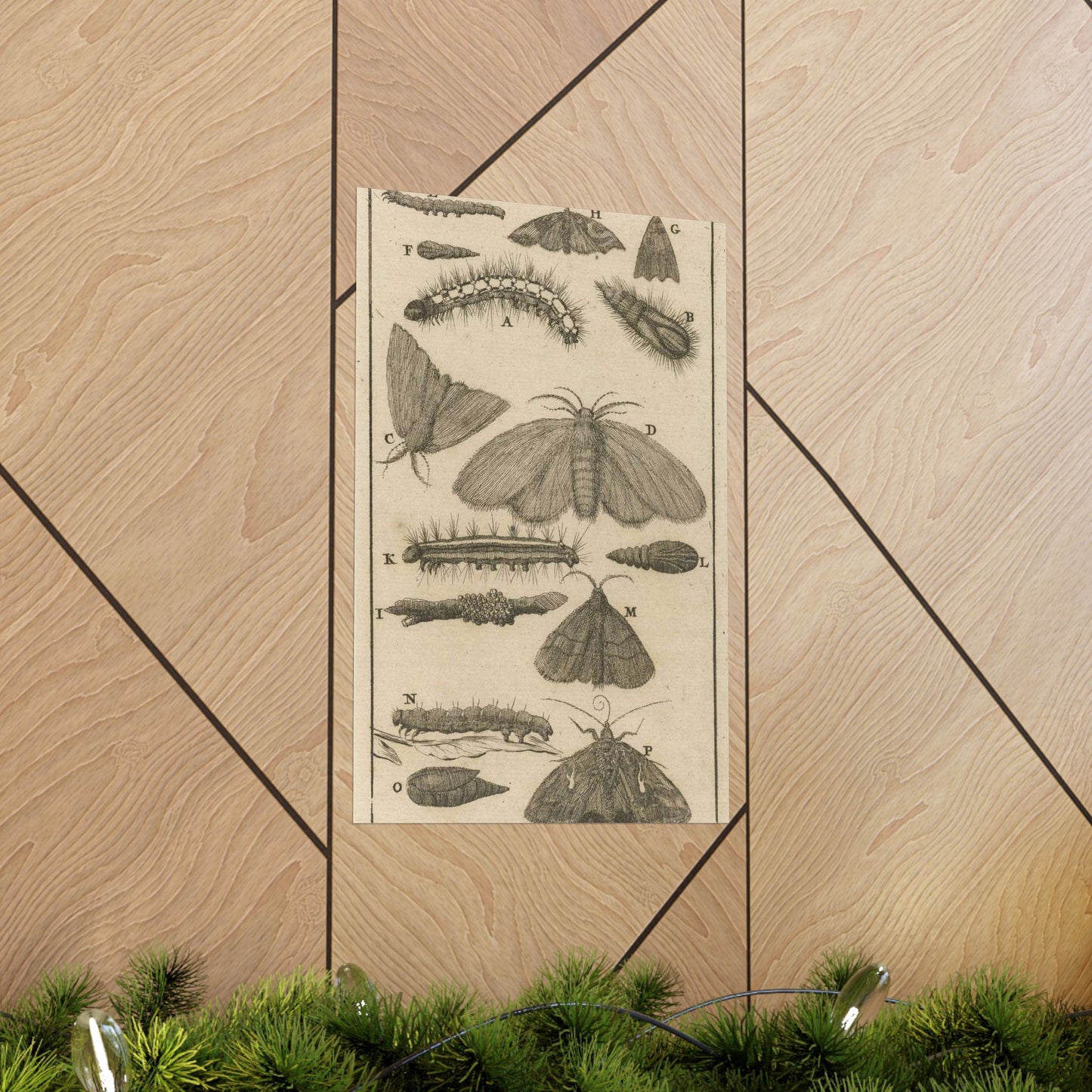 Jan Luyken - Rupsen, poppen en vlinders VIII High Quality Matte Wall Art Poster for Home, Office, Classroom