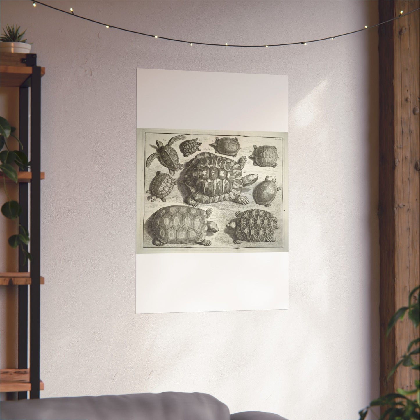 Albertus Seba t - Public domain portrait drawing High Quality Matte Wall Art Poster for Home, Office, Classroom