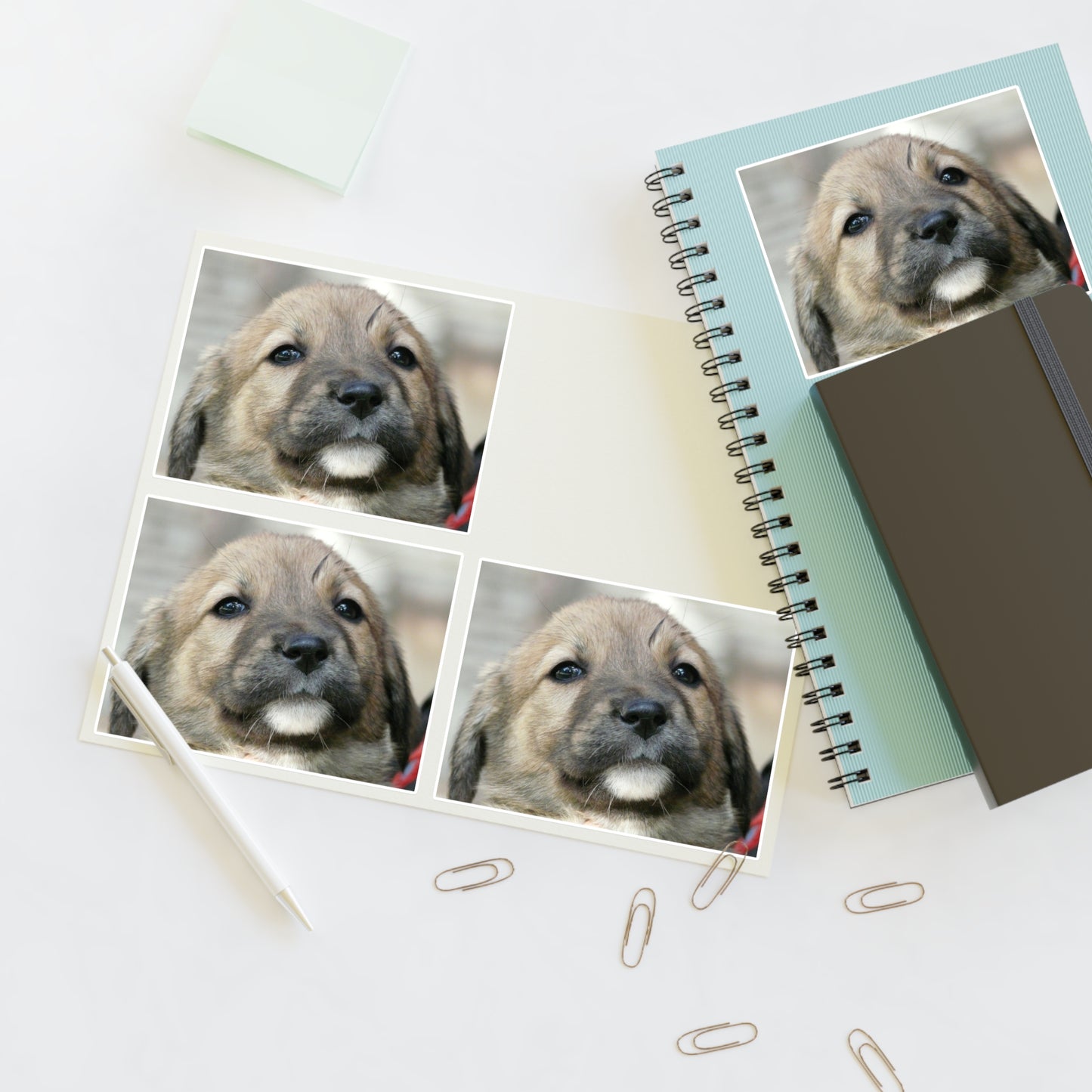 A close up of a dog's face with a red collar. Dog puppy animal. Laminated UV Protective Vinyl Stickers