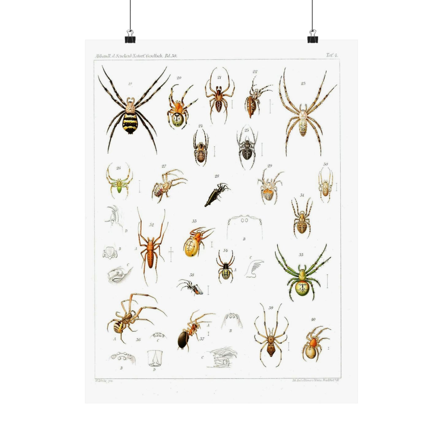 Japanese-spiders-Dönitz-Boesenberg-1909-Tafel4 High Quality Matte Wall Art Poster for Home, Office, Classroom