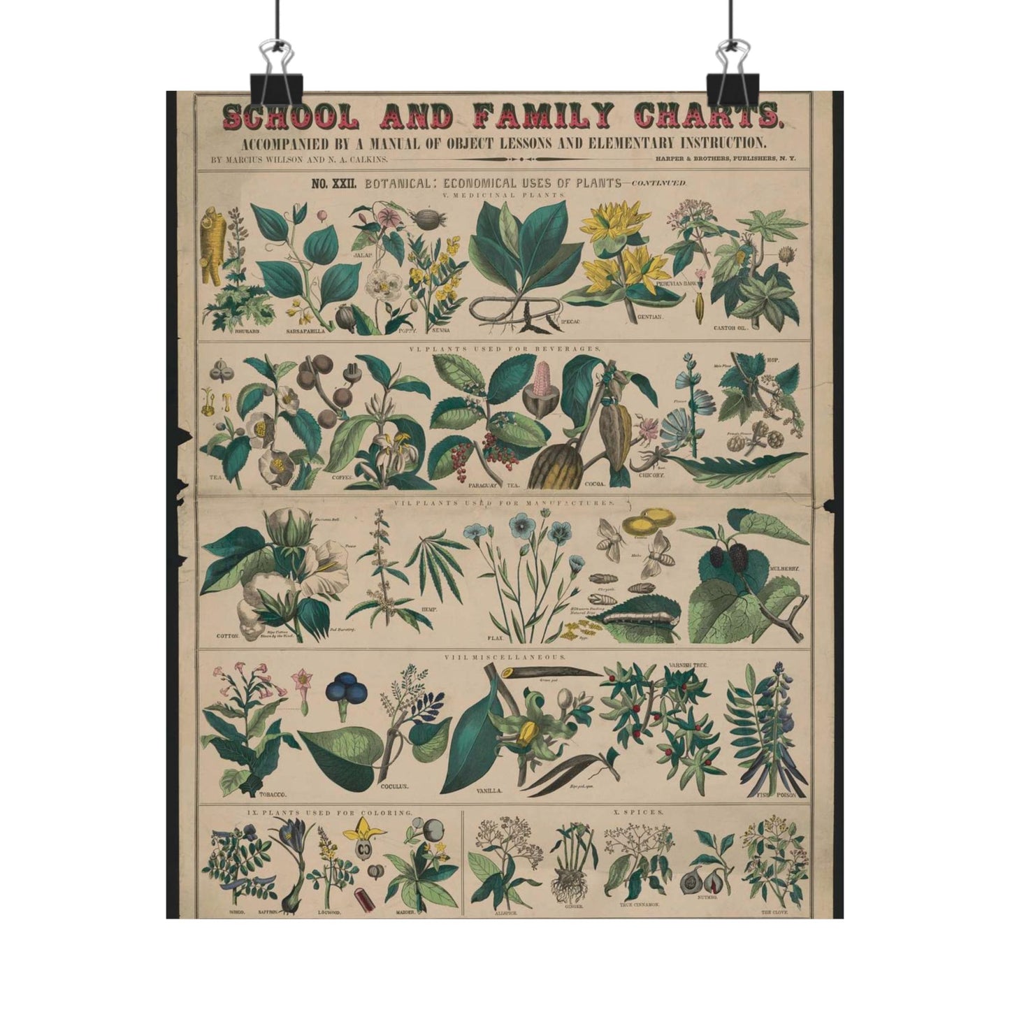 School and family charts, accompanied by a manual of object lessons and elementary instruction, by Marcius Willson and N.A. Calkins. No. XXII. Botanical: economical uses of plants-continued High Quality Matte Wall Art Poster for Home, Office, Classroom