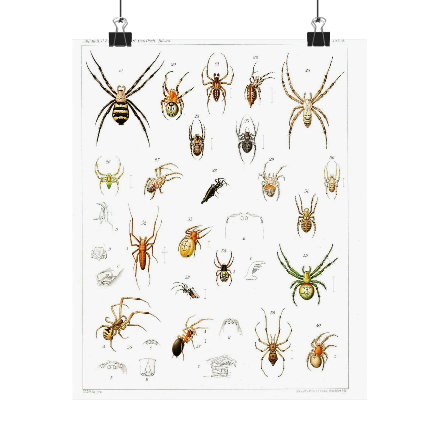 Japanese-spiders-Dönitz-Boesenberg-1909-Tafel4 High Quality Matte Wall Art Poster for Home, Office, Classroom