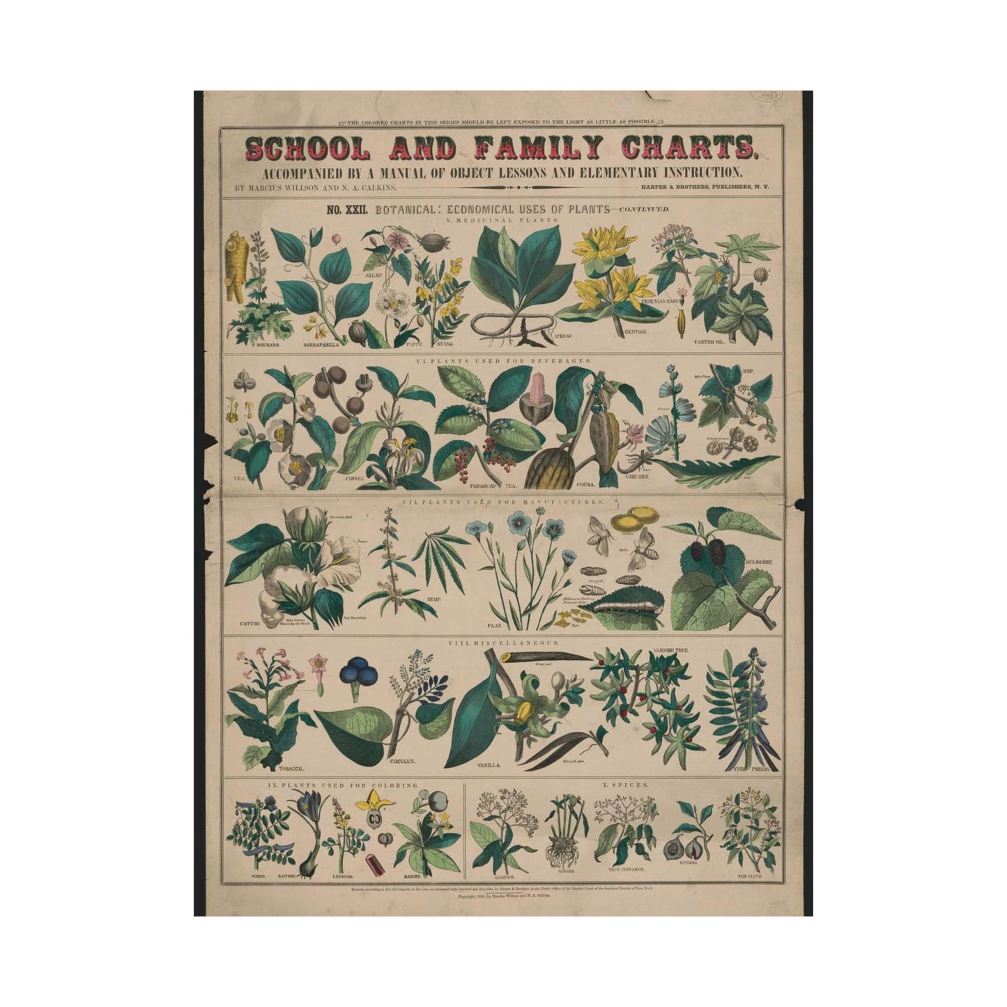 School and family charts, accompanied by a manual of object lessons and elementary instruction, by Marcius Willson and N.A. Calkins. No. XXII. Botanical: economical uses of plants-continued High Quality Matte Wall Art Poster for Home, Office, Classroom