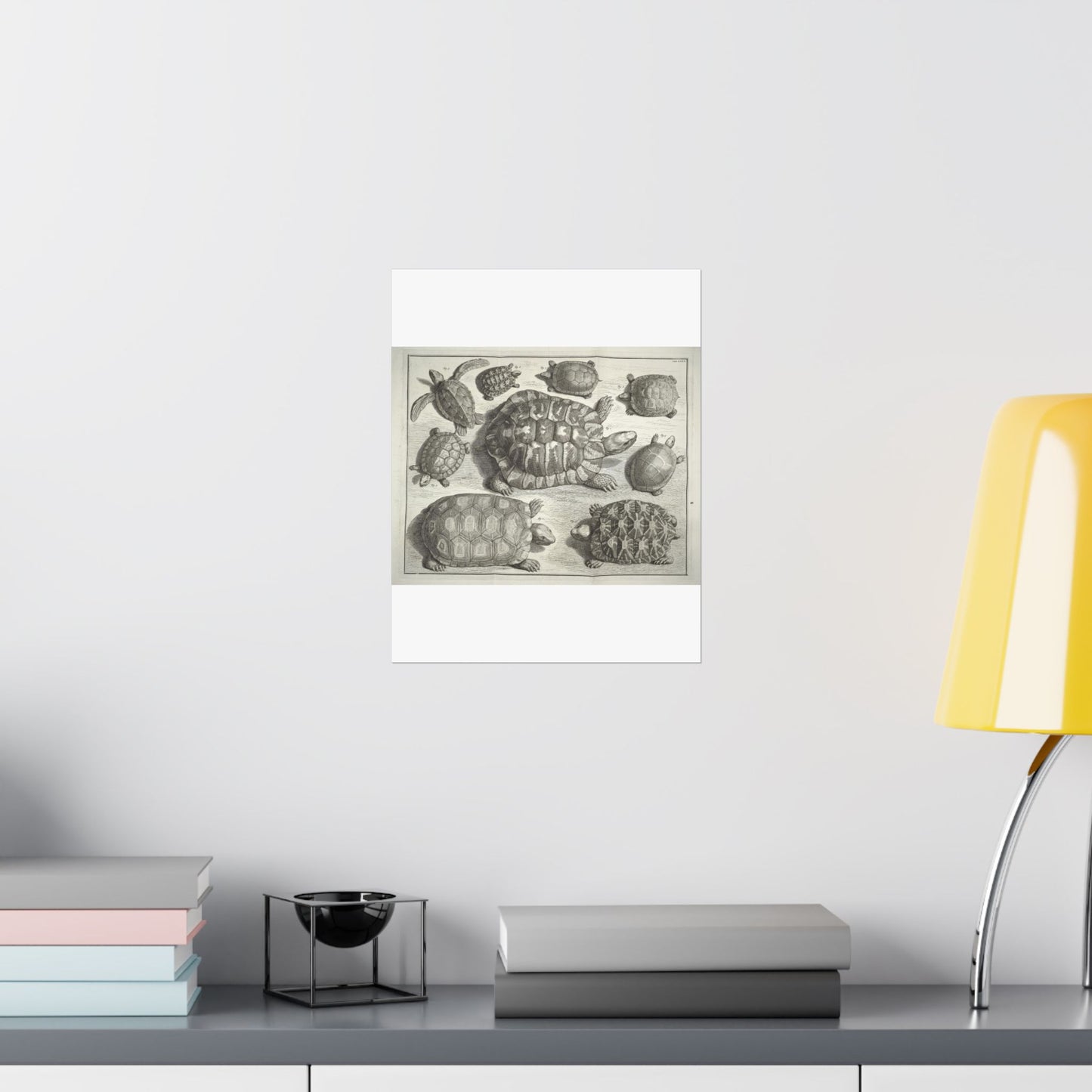 Albertus Seba t - Public domain portrait drawing High Quality Matte Wall Art Poster for Home, Office, Classroom