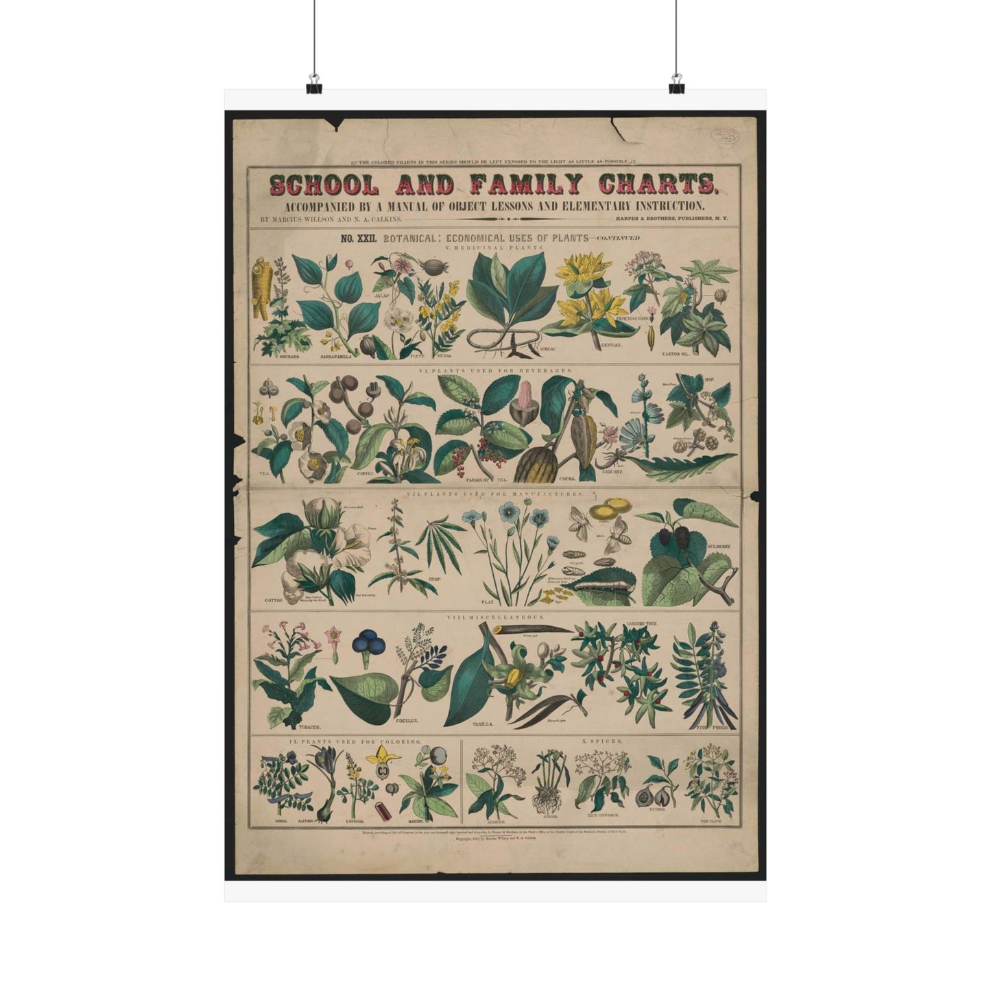 School and family charts, accompanied by a manual of object lessons and elementary instruction, by Marcius Willson and N.A. Calkins. No. XXII. Botanical: economical uses of plants-continued High Quality Matte Wall Art Poster for Home, Office, Classroom