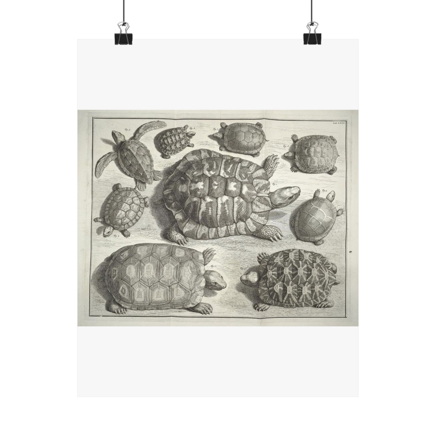 Albertus Seba t - Public domain portrait drawing High Quality Matte Wall Art Poster for Home, Office, Classroom