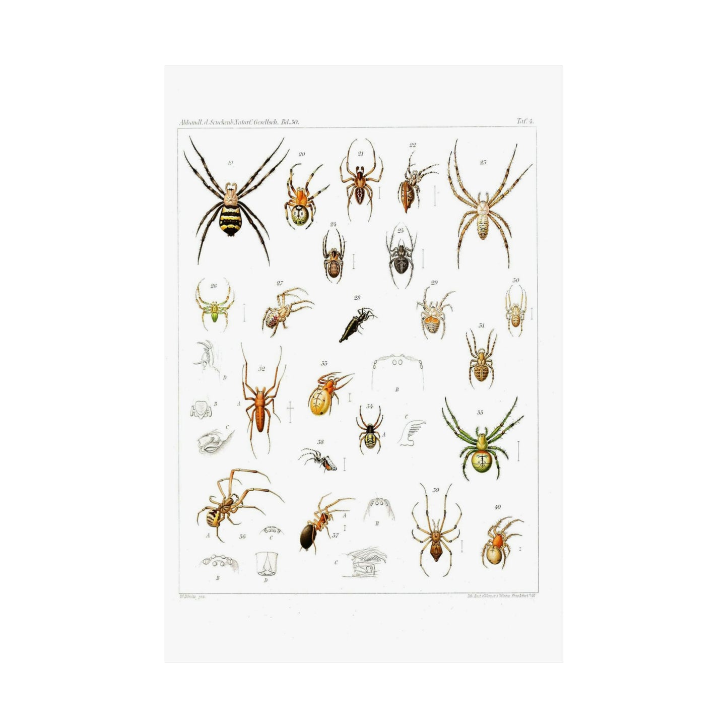 Japanese-spiders-Dönitz-Boesenberg-1909-Tafel4 High Quality Matte Wall Art Poster for Home, Office, Classroom