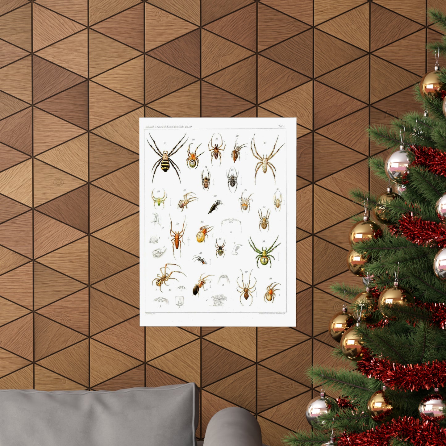 Japanese-spiders-Dönitz-Boesenberg-1909-Tafel4 High Quality Matte Wall Art Poster for Home, Office, Classroom