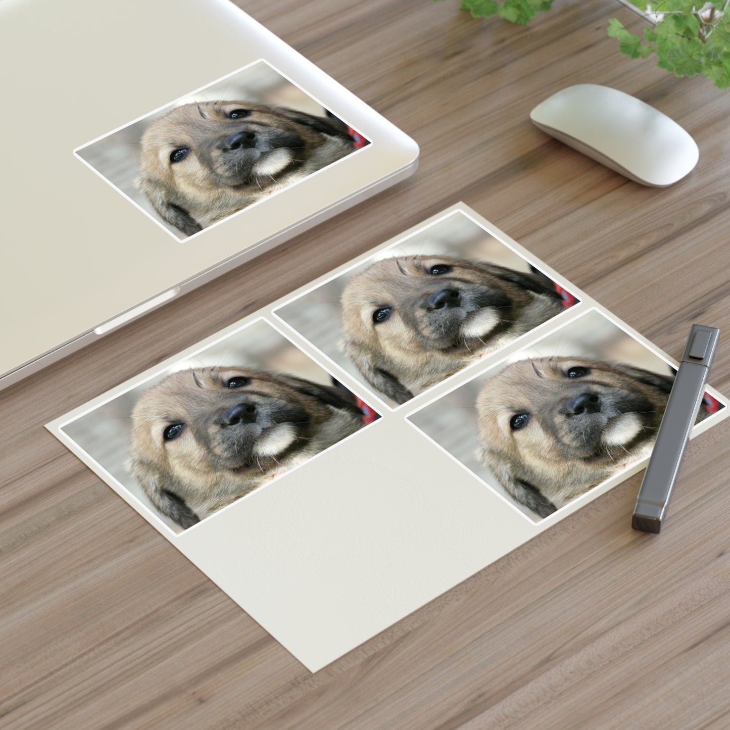 A close up of a dog's face with a red collar. Dog puppy animal. Laminated UV Protective Vinyl Stickers