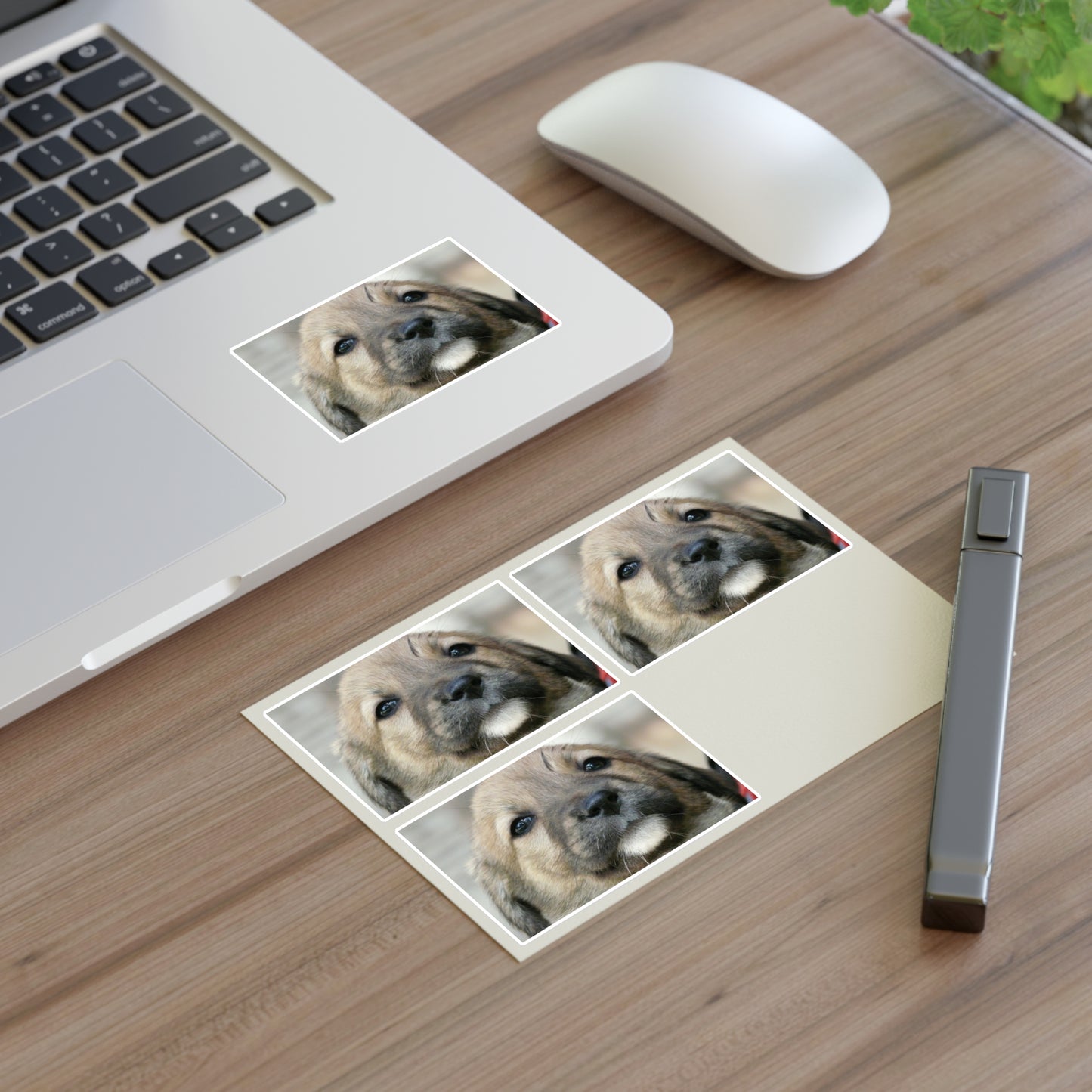 A close up of a dog's face with a red collar. Dog puppy animal. Laminated UV Protective Vinyl Stickers