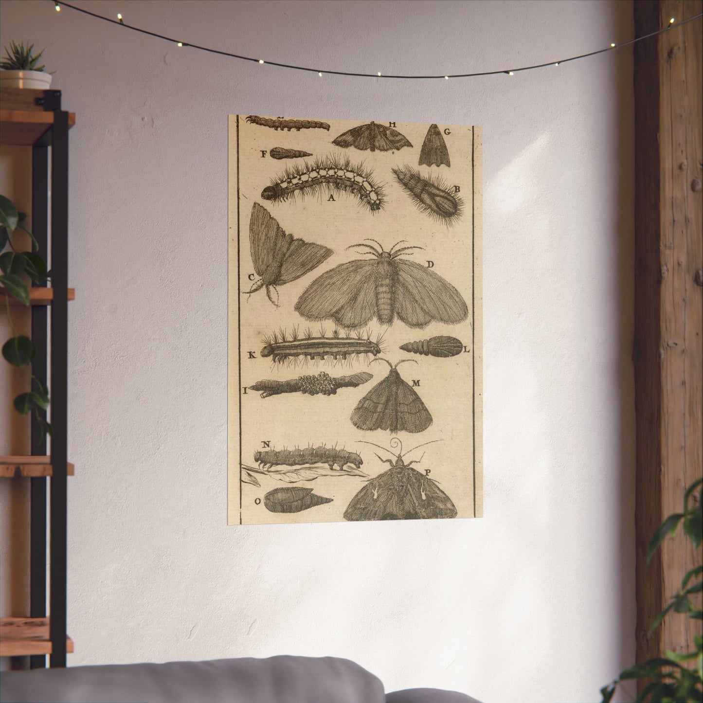 Jan Luyken - Rupsen, poppen en vlinders VIII High Quality Matte Wall Art Poster for Home, Office, Classroom