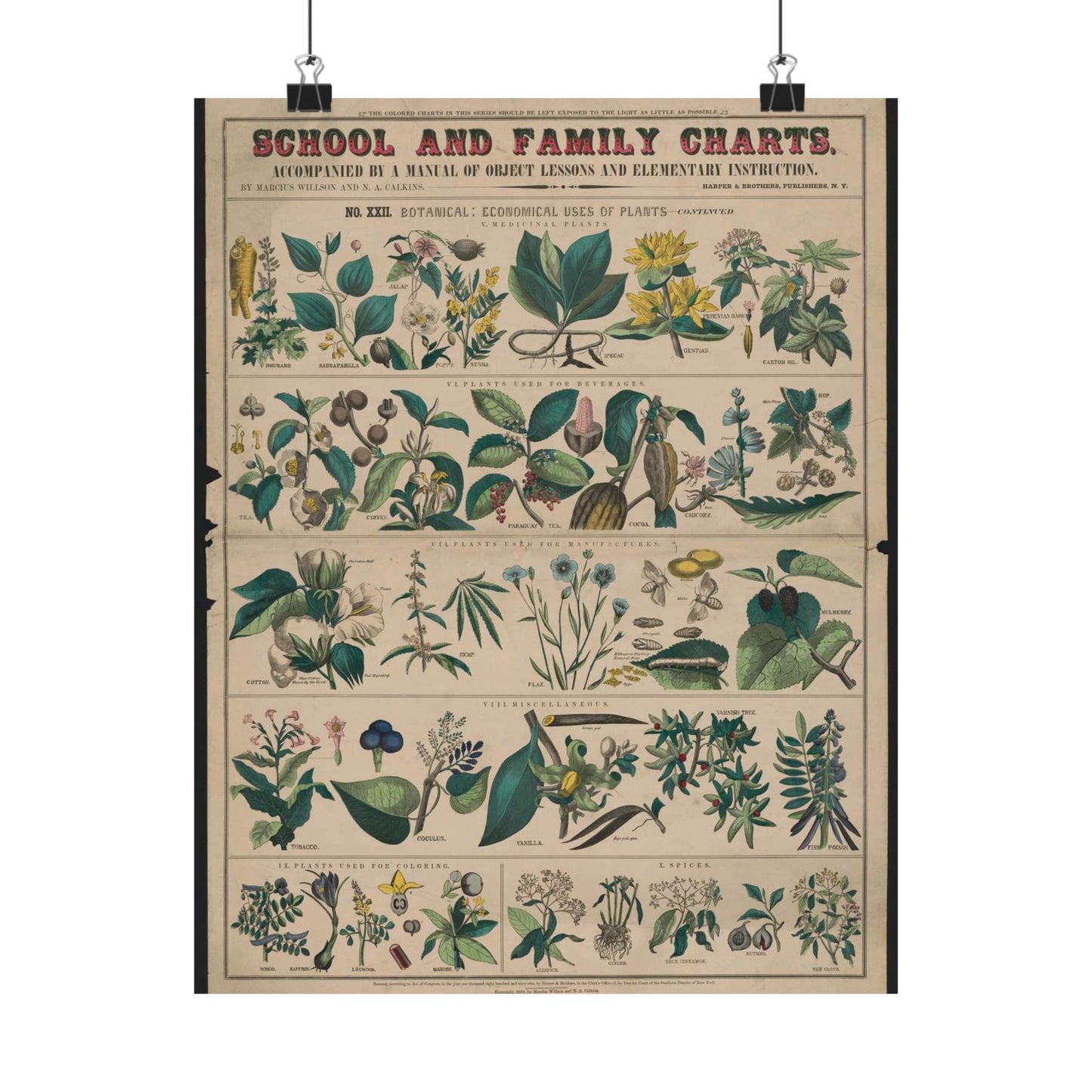School and family charts, accompanied by a manual of object lessons and elementary instruction, by Marcius Willson and N.A. Calkins. No. XXII. Botanical: economical uses of plants-continued High Quality Matte Wall Art Poster for Home, Office, Classroom