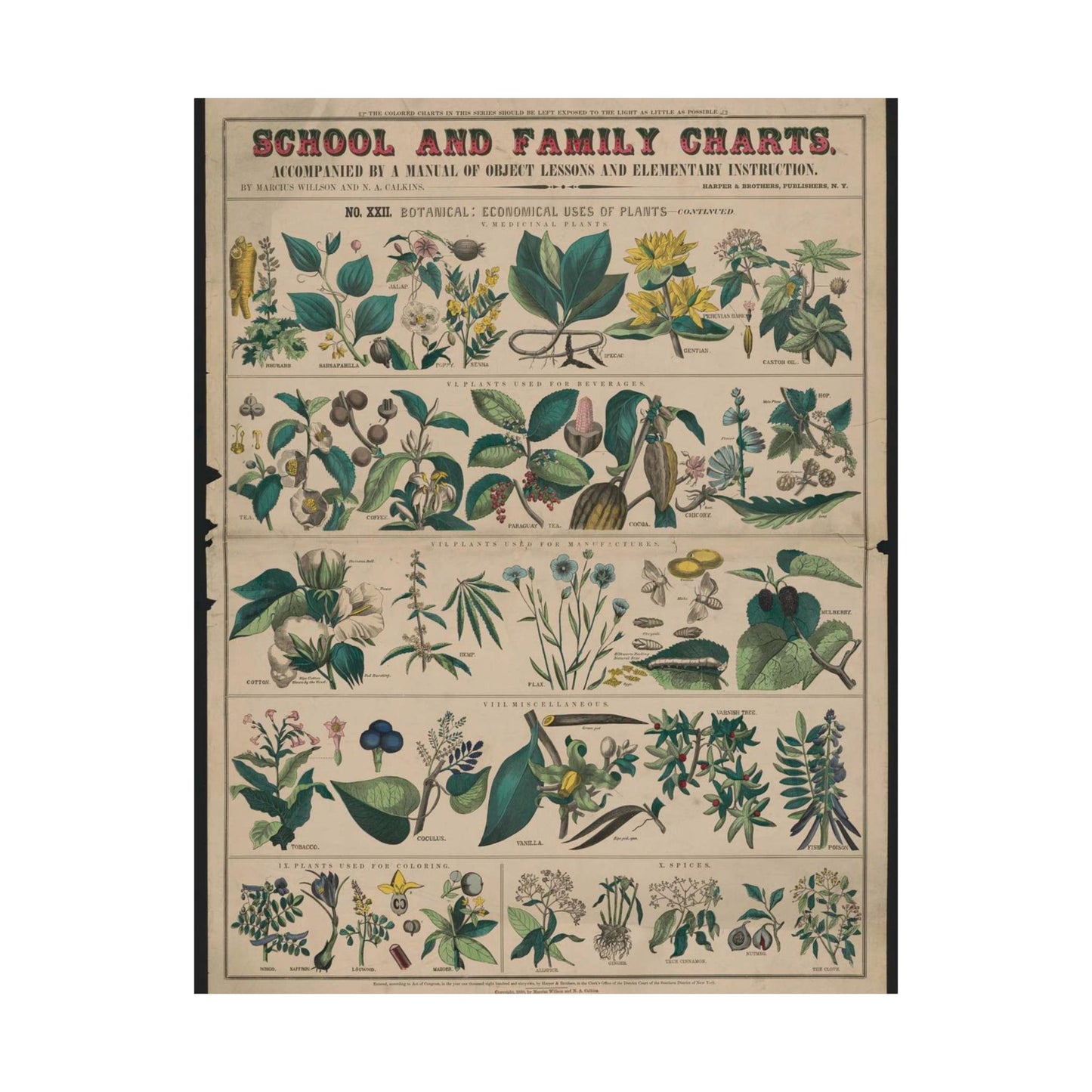 School and family charts, accompanied by a manual of object lessons and elementary instruction, by Marcius Willson and N.A. Calkins. No. XXII. Botanical: economical uses of plants-continued High Quality Matte Wall Art Poster for Home, Office, Classroom