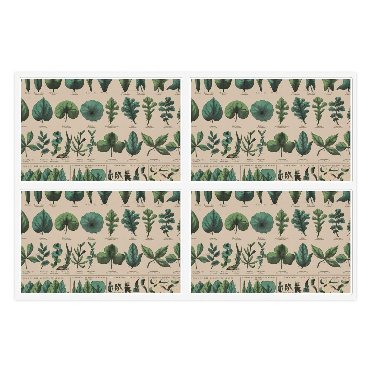 School and family charts, accompanied by a manual of object lessons and elementary instruction, by Marcius Willson and N.A. Calkins. No. XIX. Botanical: forms of leaves, stems, roots, and flowers Laminated UV Protective Vinyl Stickers