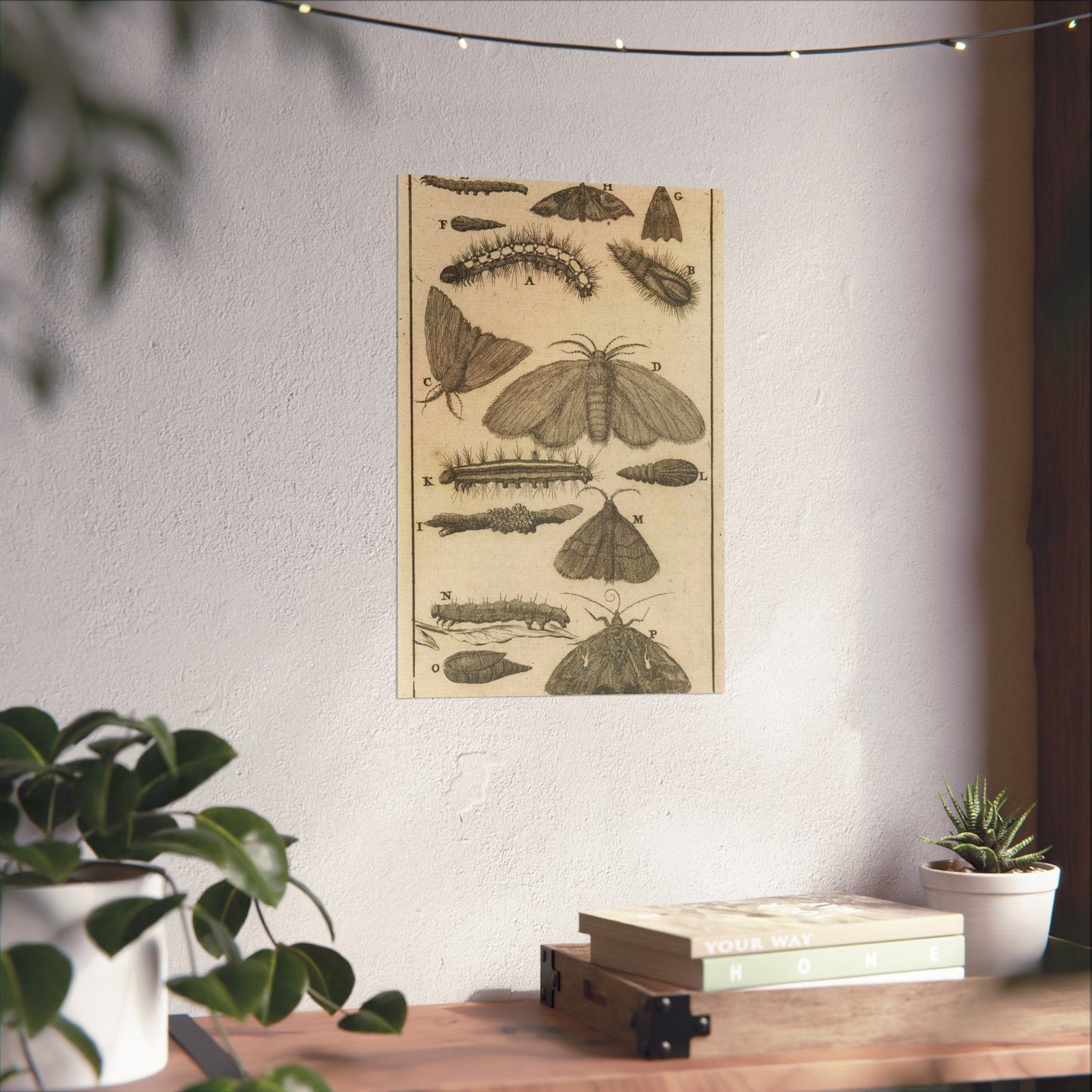 Jan Luyken - Rupsen, poppen en vlinders VIII High Quality Matte Wall Art Poster for Home, Office, Classroom