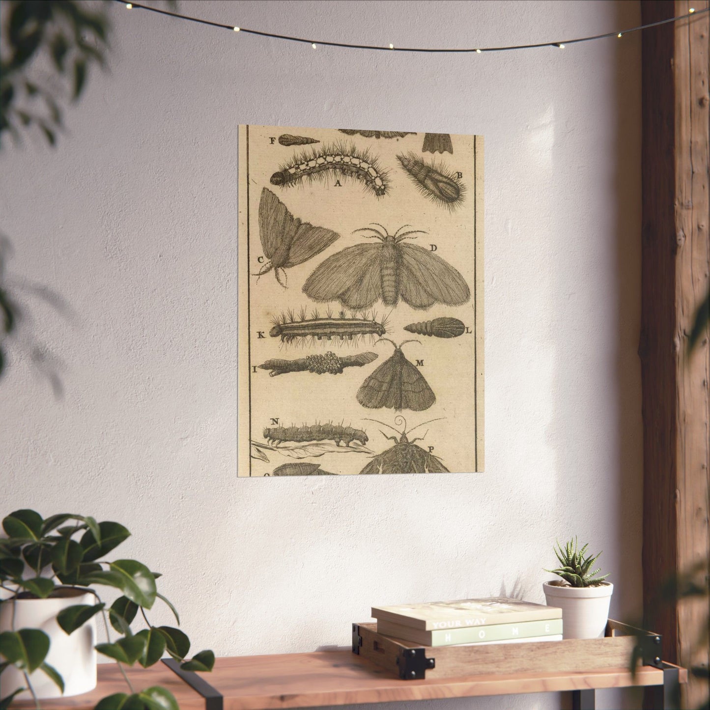 Jan Luyken - Rupsen, poppen en vlinders VIII High Quality Matte Wall Art Poster for Home, Office, Classroom