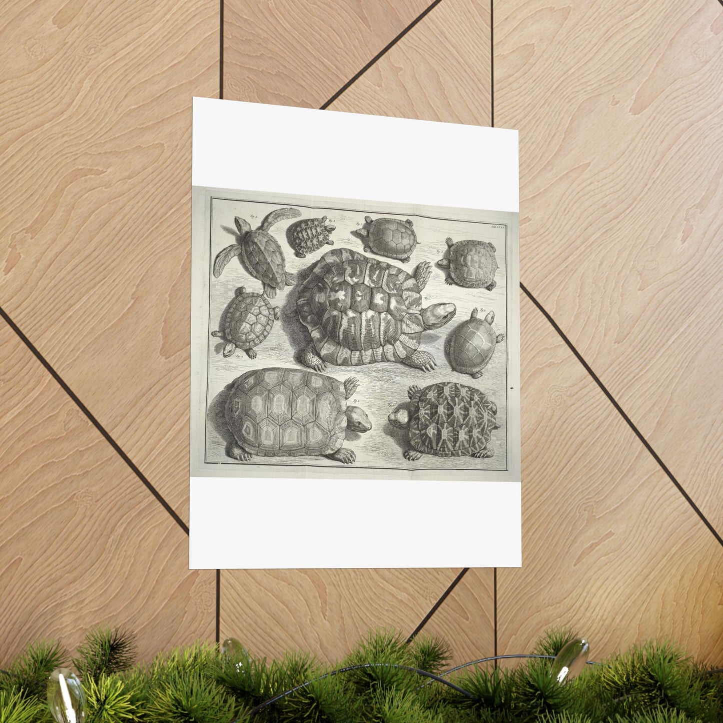 Albertus Seba t - Public domain portrait drawing High Quality Matte Wall Art Poster for Home, Office, Classroom