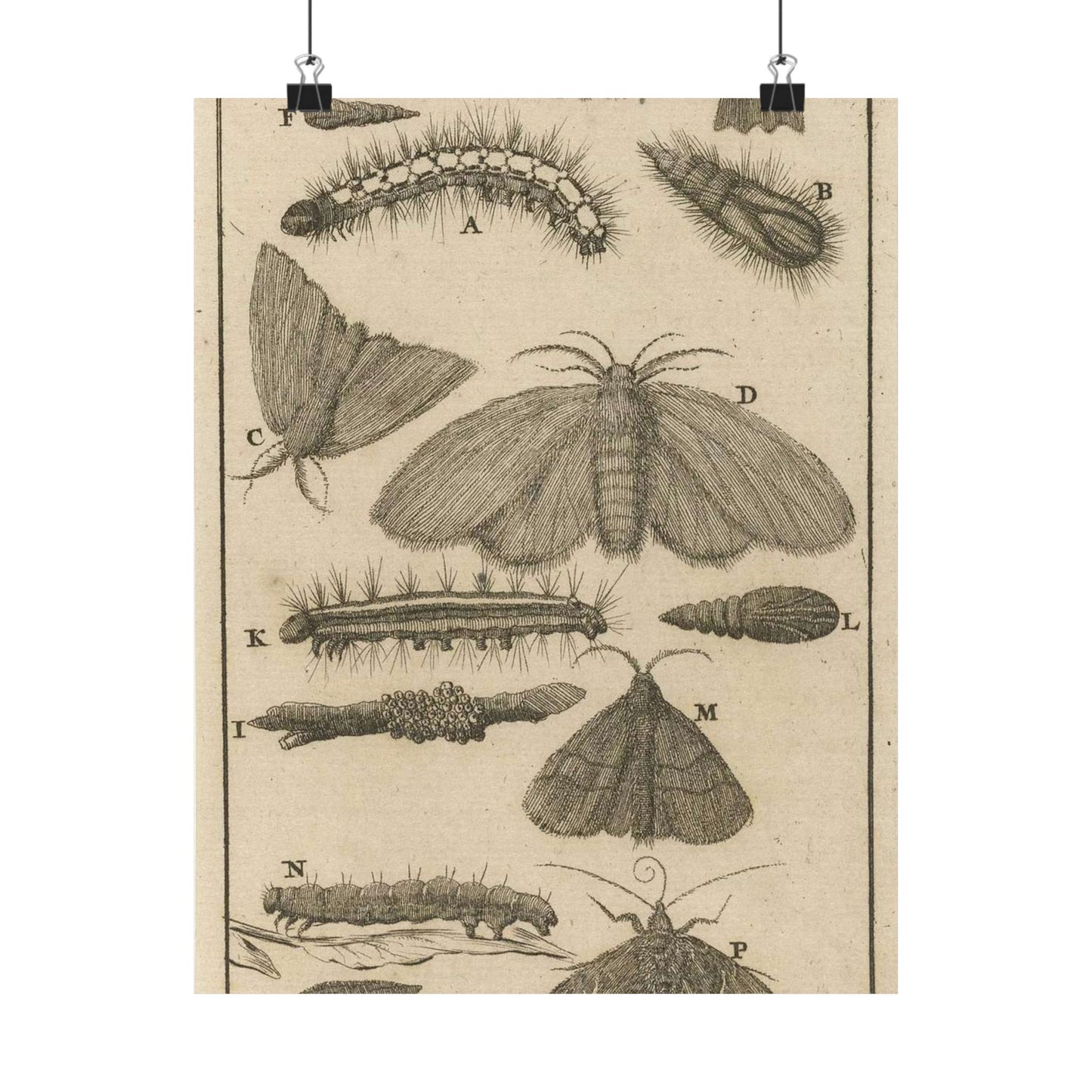 Jan Luyken - Rupsen, poppen en vlinders VIII High Quality Matte Wall Art Poster for Home, Office, Classroom
