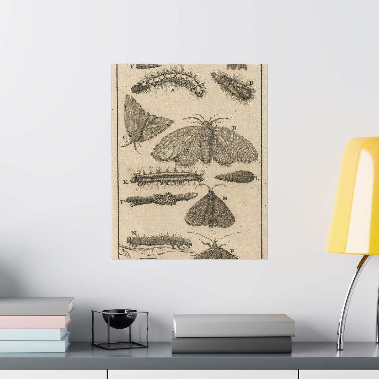 Jan Luyken - Rupsen, poppen en vlinders VIII High Quality Matte Wall Art Poster for Home, Office, Classroom