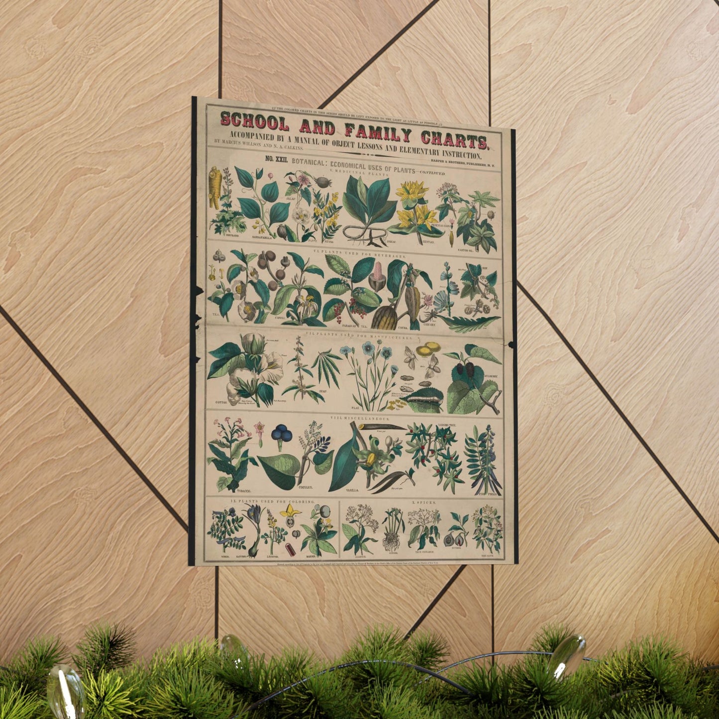School and family charts, accompanied by a manual of object lessons and elementary instruction, by Marcius Willson and N.A. Calkins. No. XXII. Botanical: economical uses of plants-continued High Quality Matte Wall Art Poster for Home, Office, Classroom