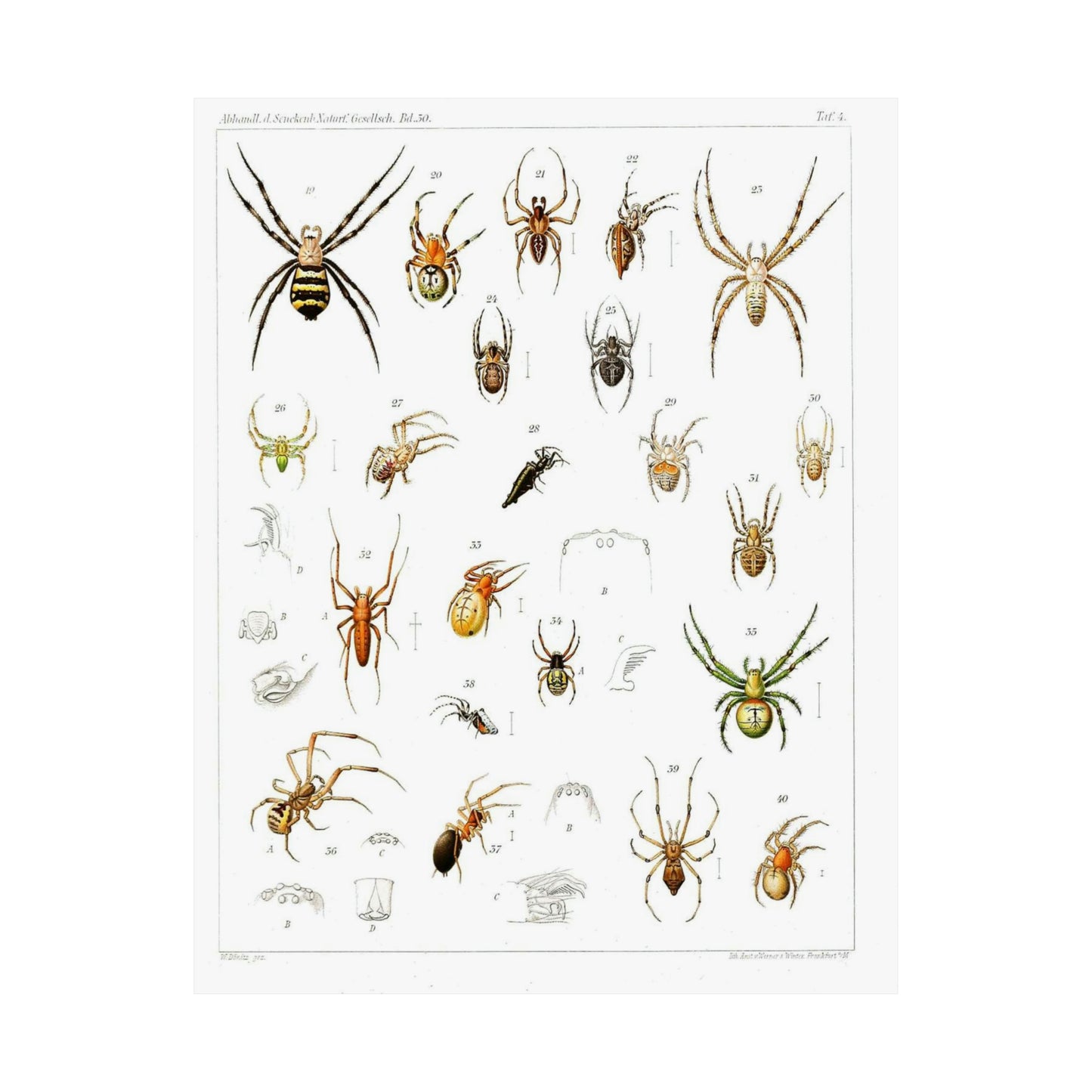 Japanese-spiders-Dönitz-Boesenberg-1909-Tafel4 High Quality Matte Wall Art Poster for Home, Office, Classroom