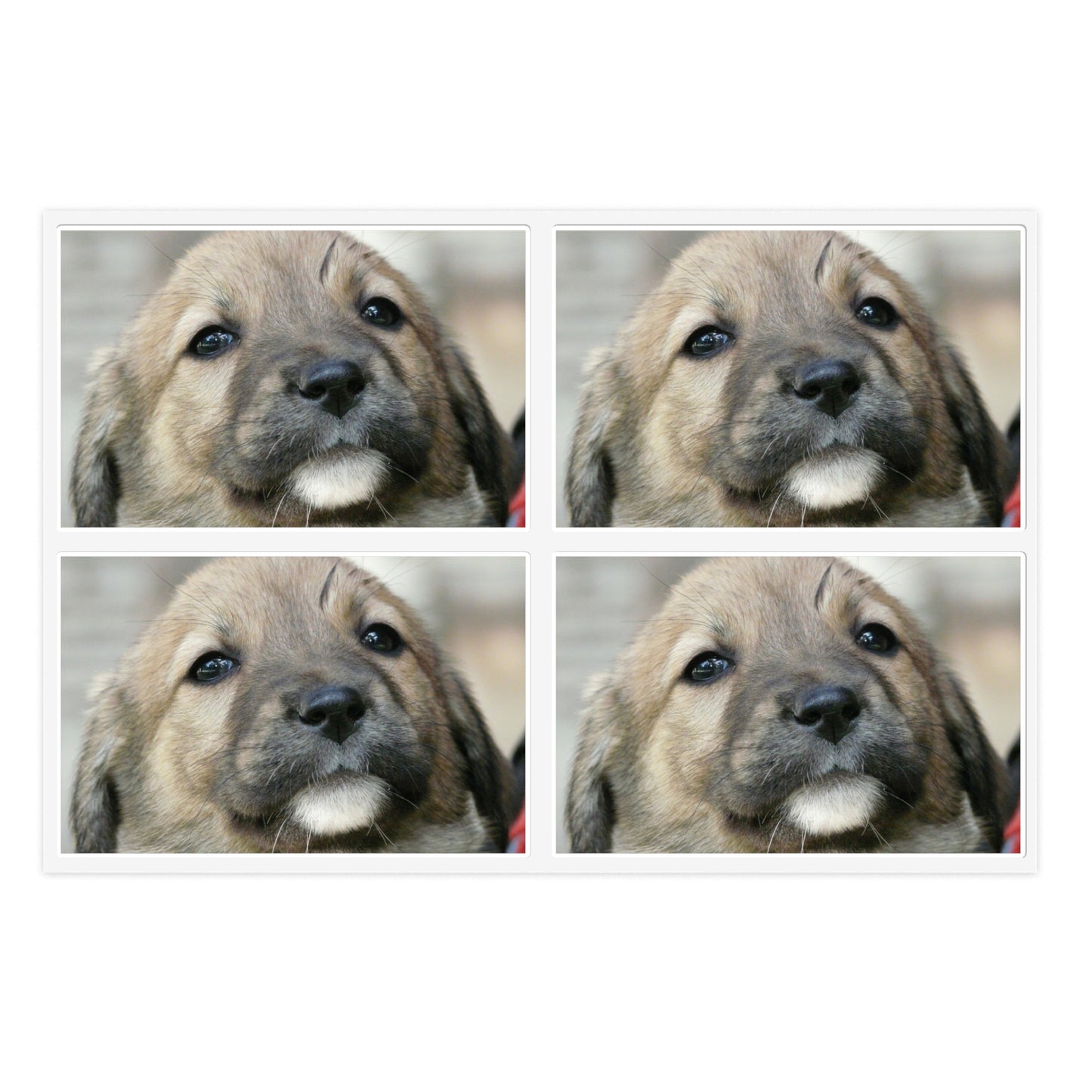 A close up of a dog's face with a red collar. Dog puppy animal. Laminated UV Protective Vinyl Stickers