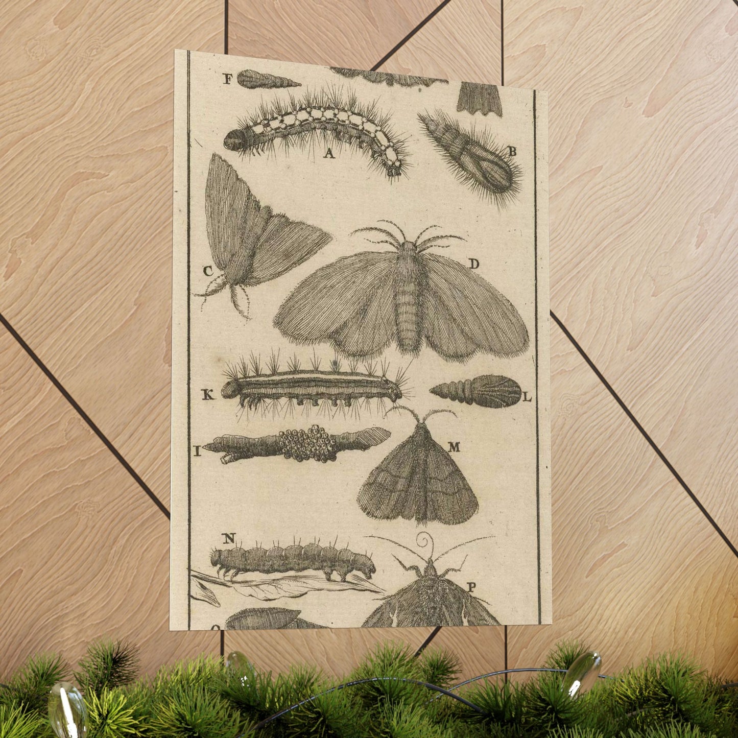 Jan Luyken - Rupsen, poppen en vlinders VIII High Quality Matte Wall Art Poster for Home, Office, Classroom